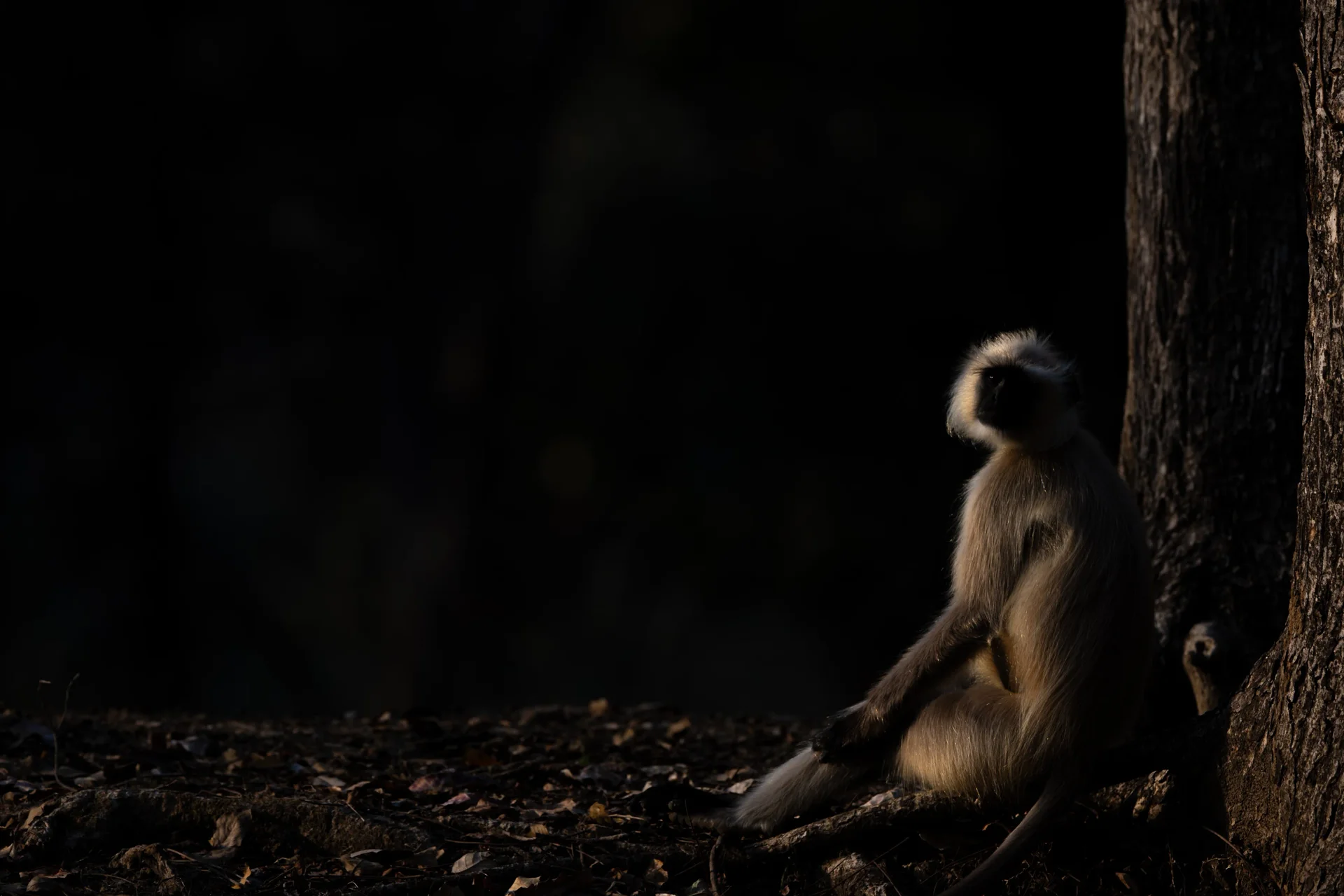 20a7770 slider 1920 grey langur