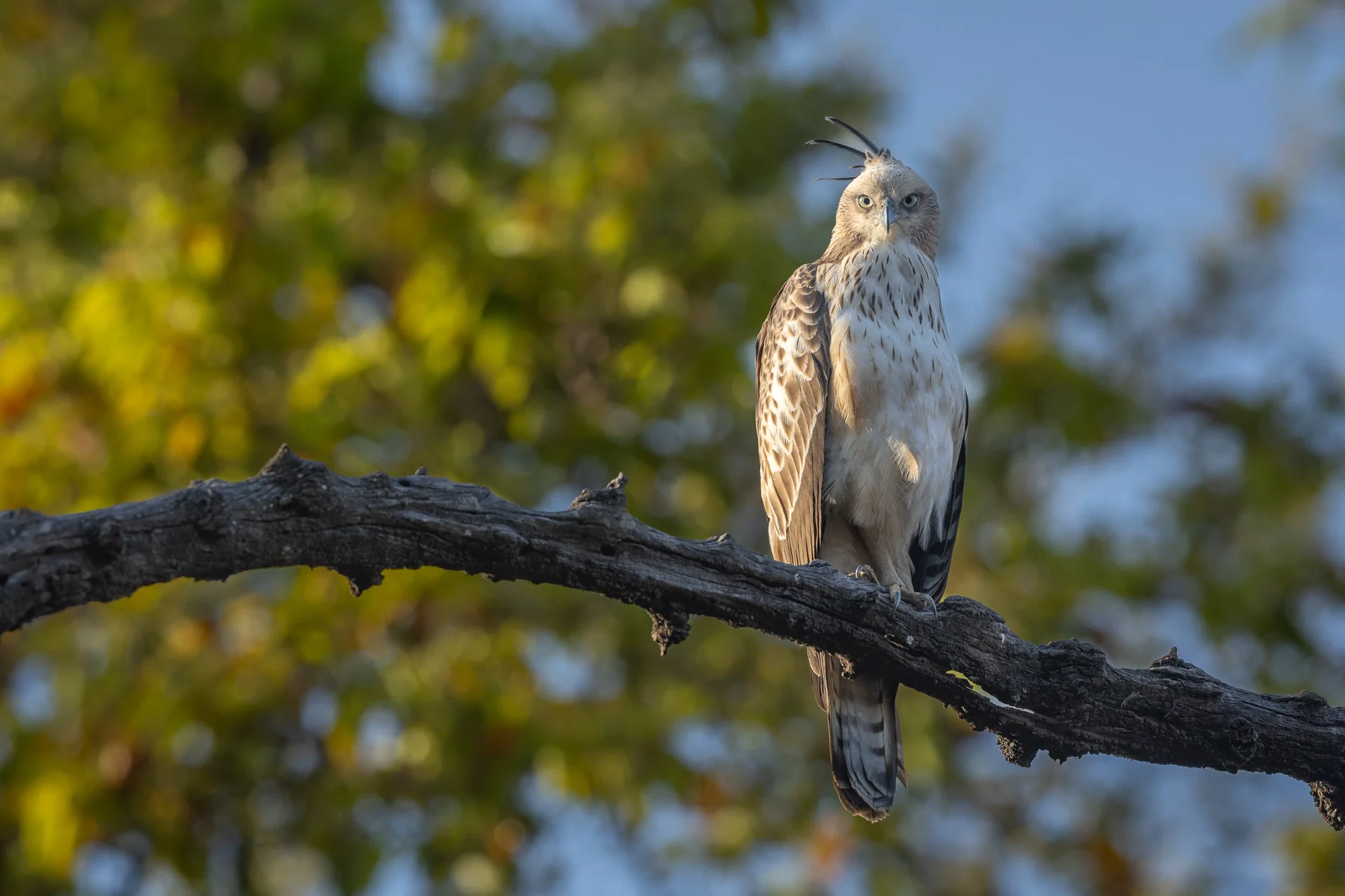 20a8522 slider 1920 changeable hawk eagle