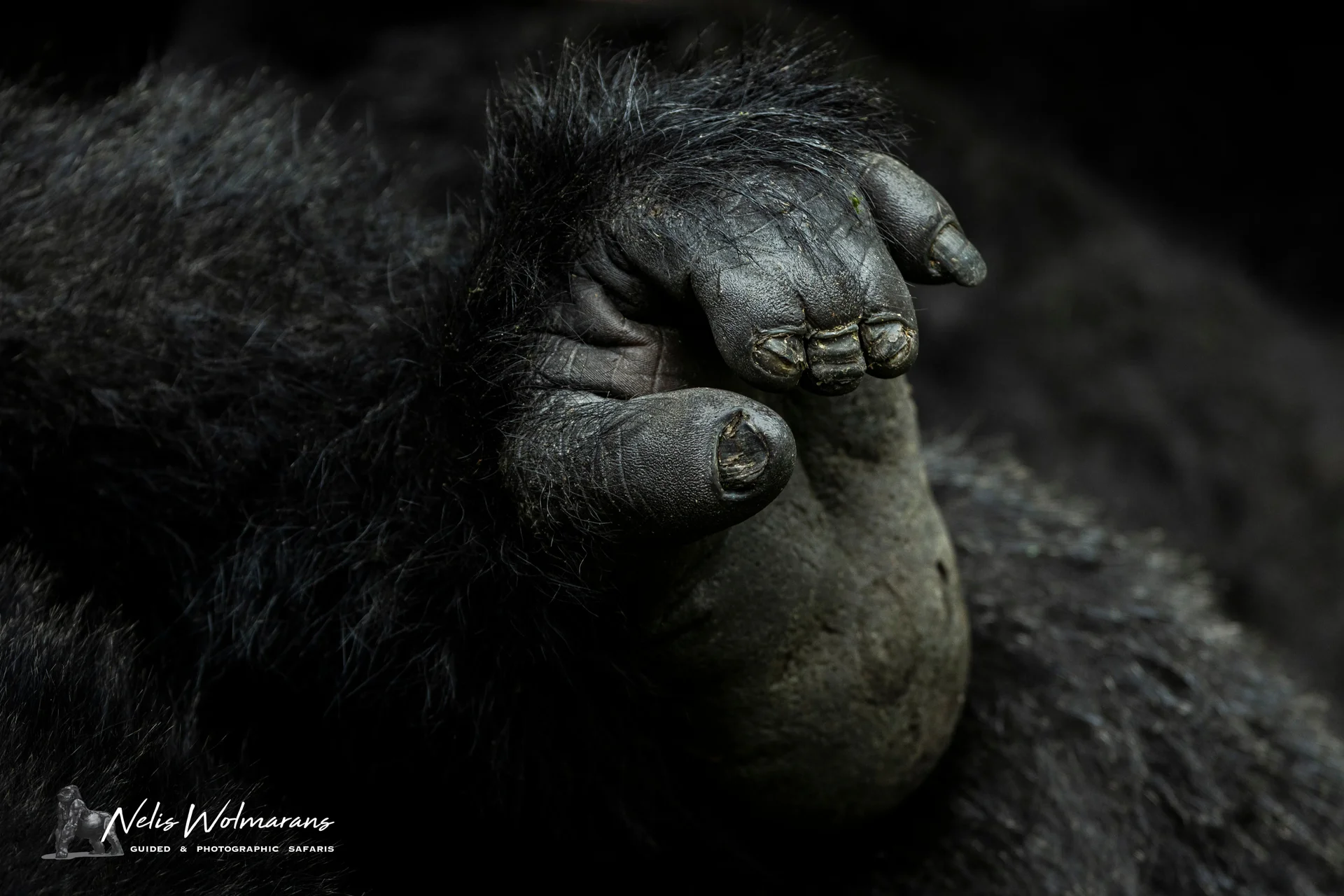 26a2853 slider 1920 Gorilla feet