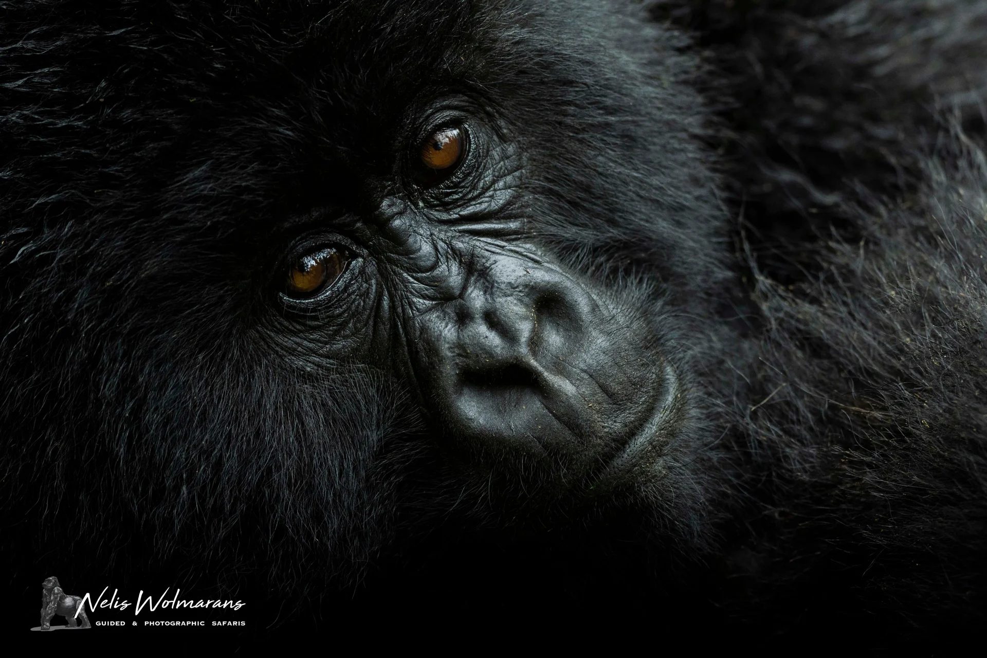 26a3484 slider 1920 gorilla face