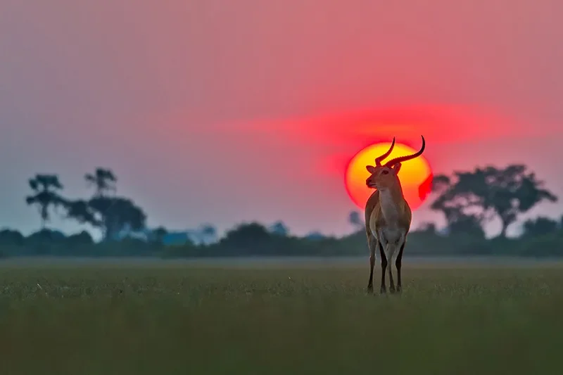 7. red lechwe 800px@72dpi.web.©wimvorster slider 1920 7. red lechwe 800px@72dpi.web.©wimvorster slider 1920