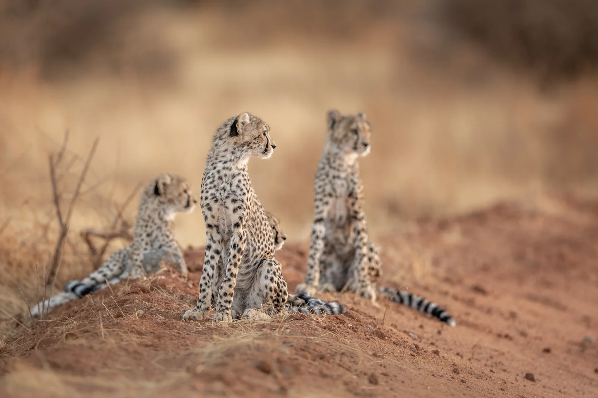 85a0798 edit slider 1920 cheetahs in samburu