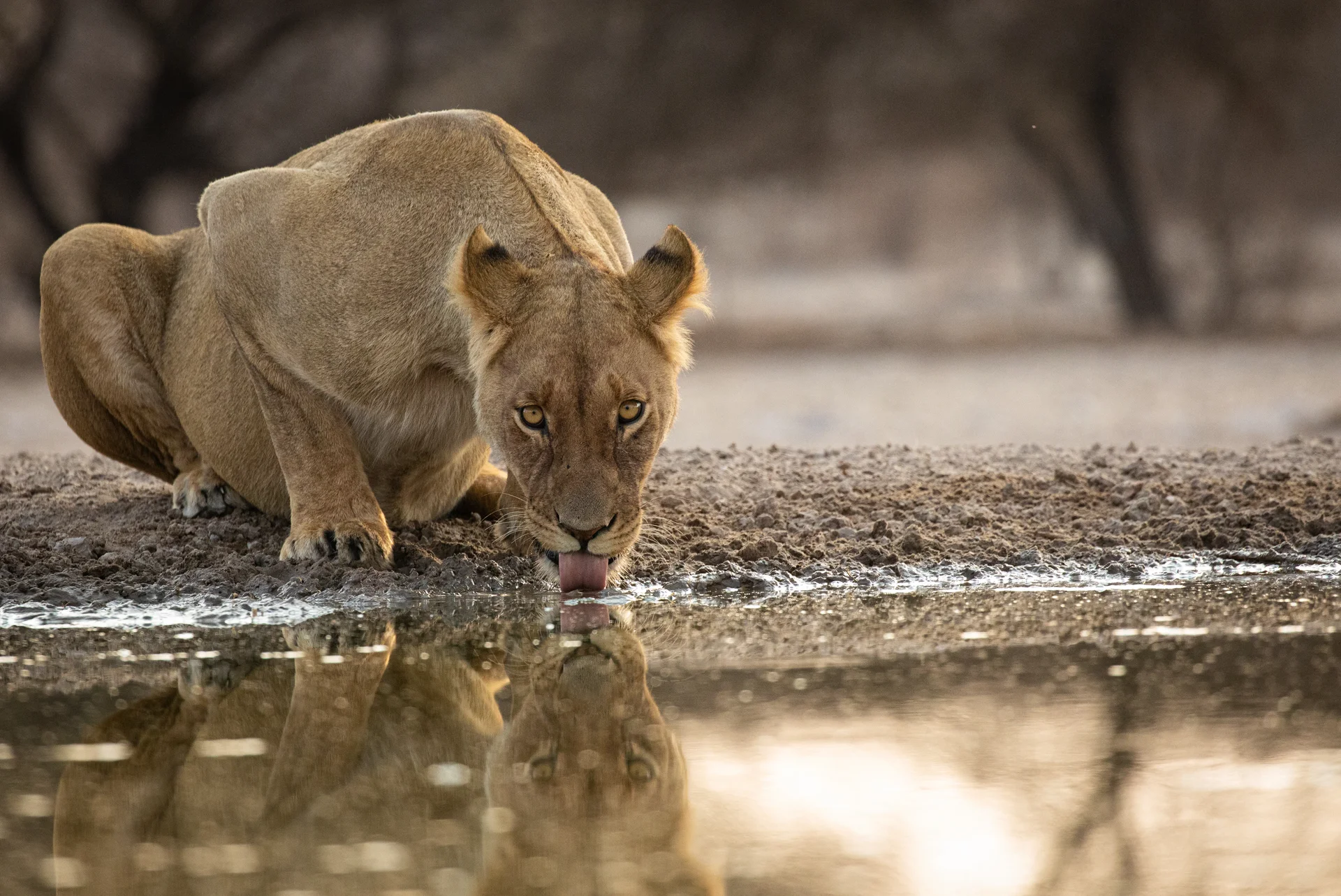 a lioness drinking from the waterhole at the dinaka hide  a lioness drinking from the waterhole at the dinaka hide