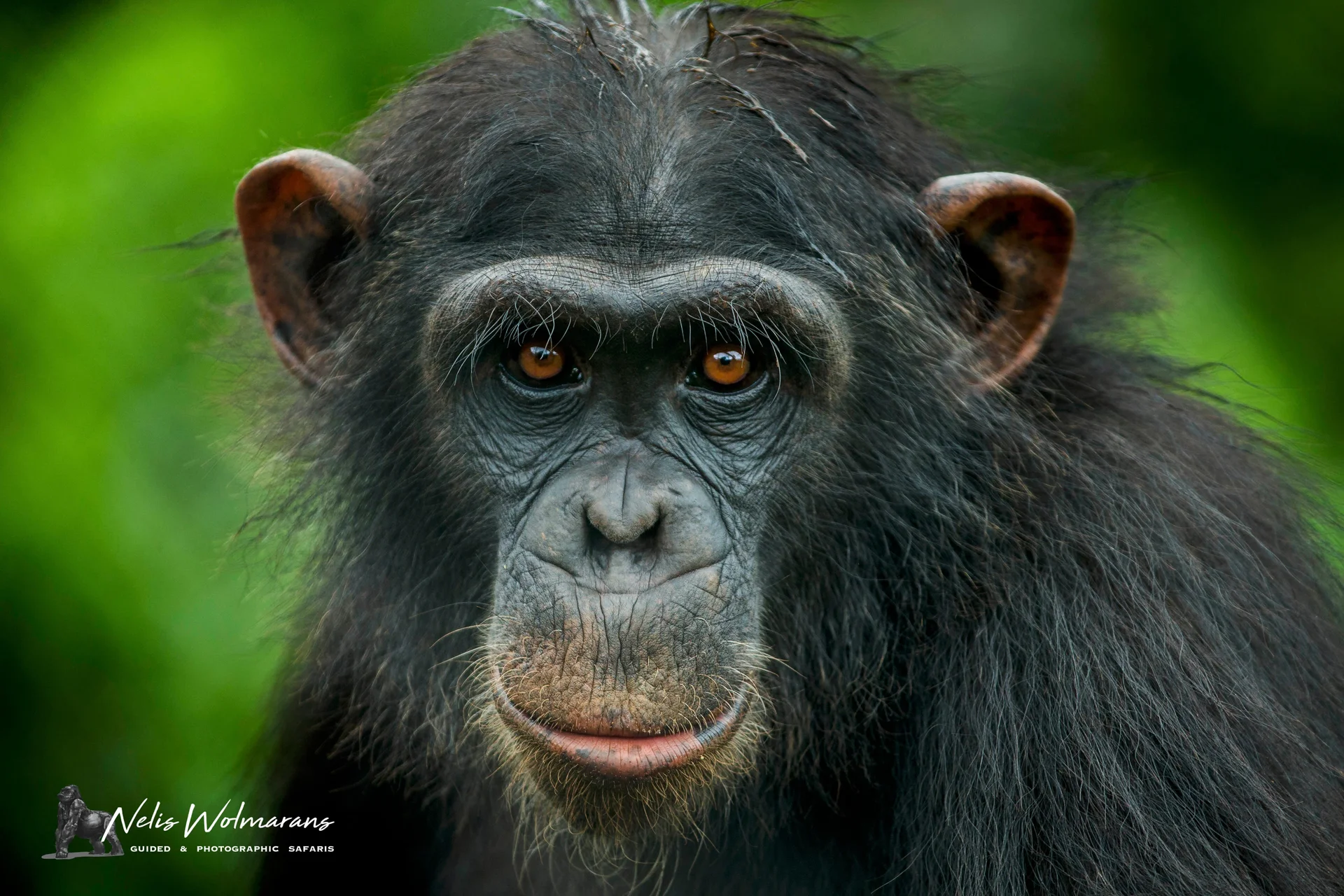 a51p1673 slider 1920 chimpanzee face