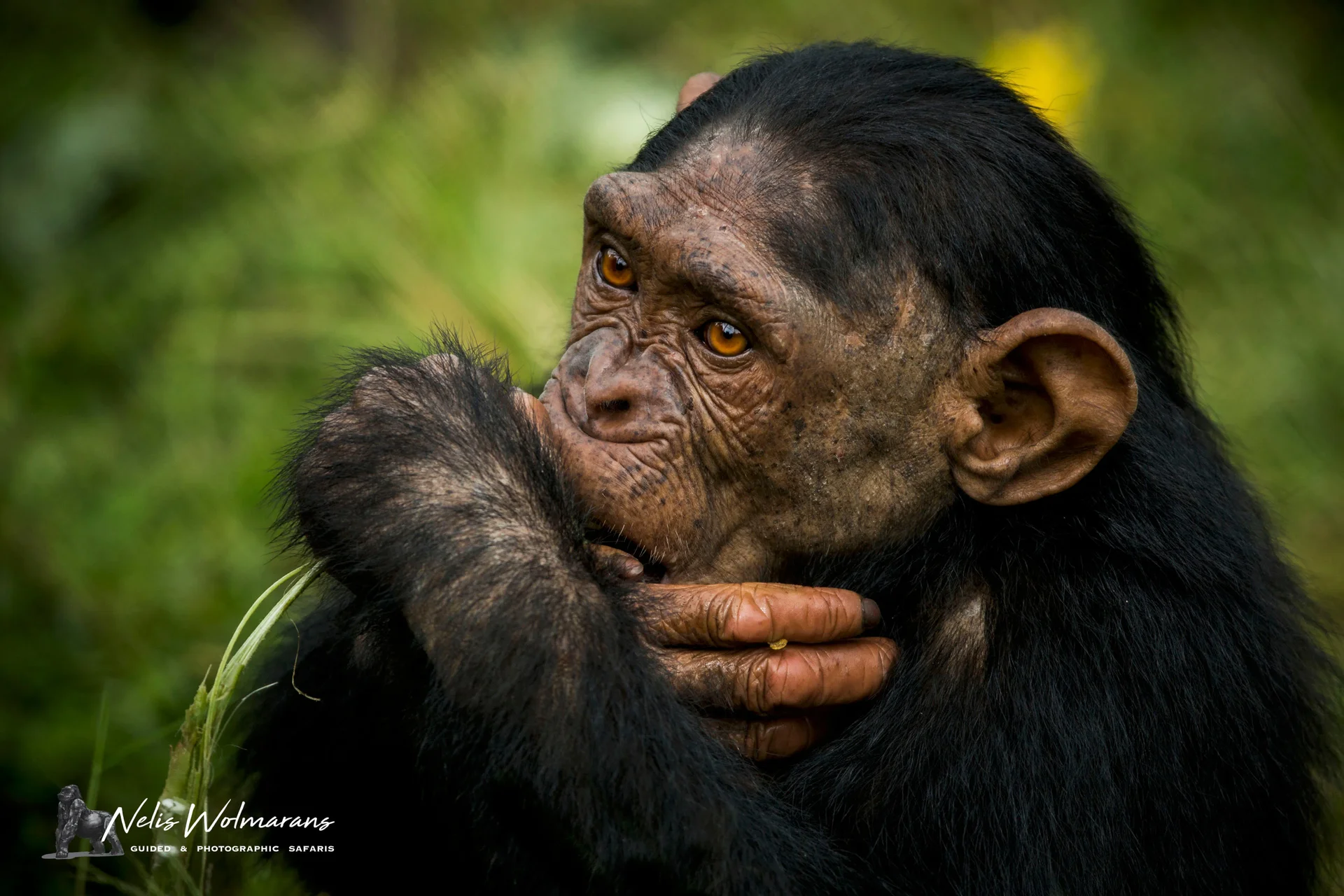 a51p2309 slider 1920 chimpanzee eating