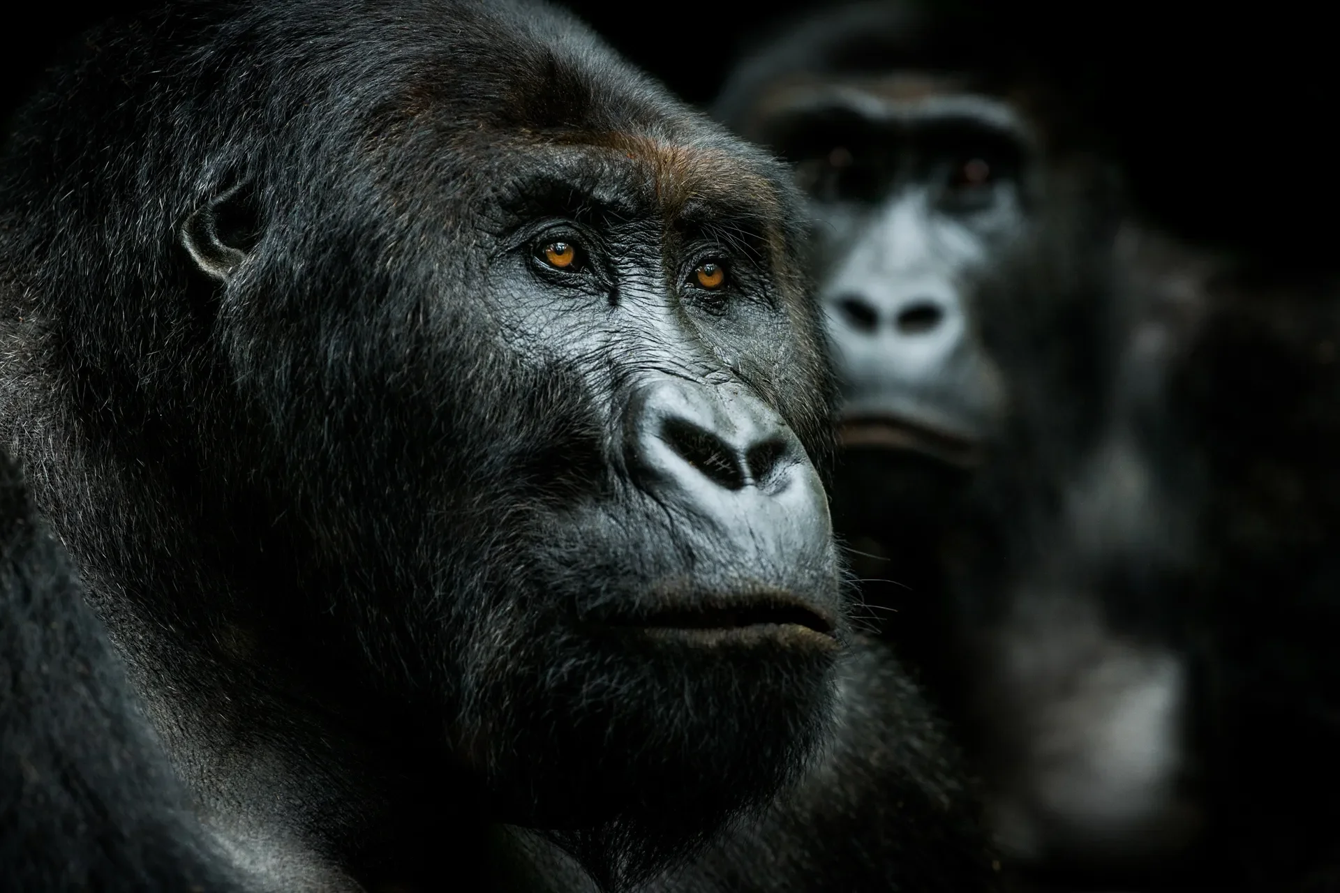 a51p2613 slider 1920 two gorillas