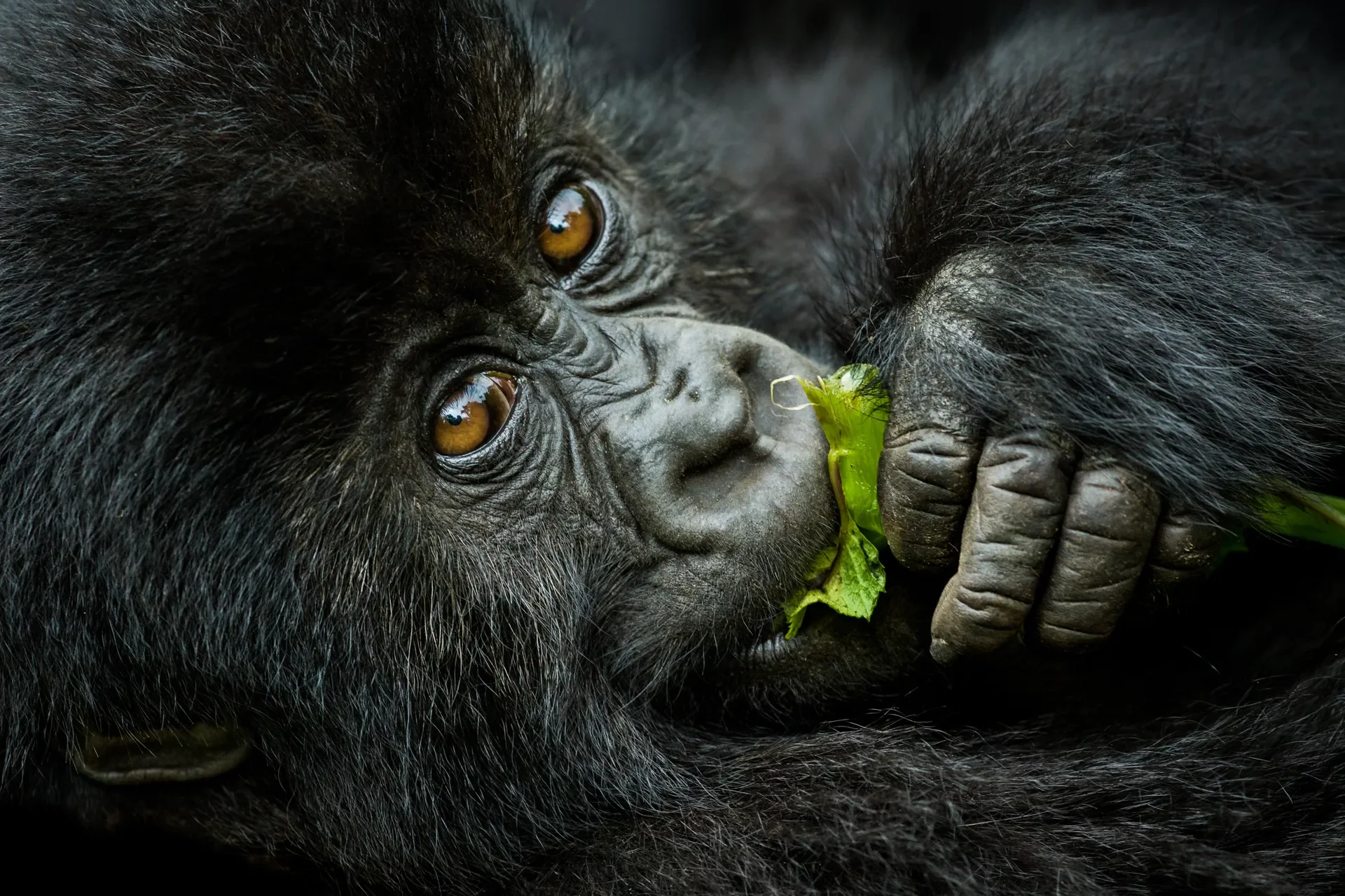 a51p3404 slider 1920 gorilla eating