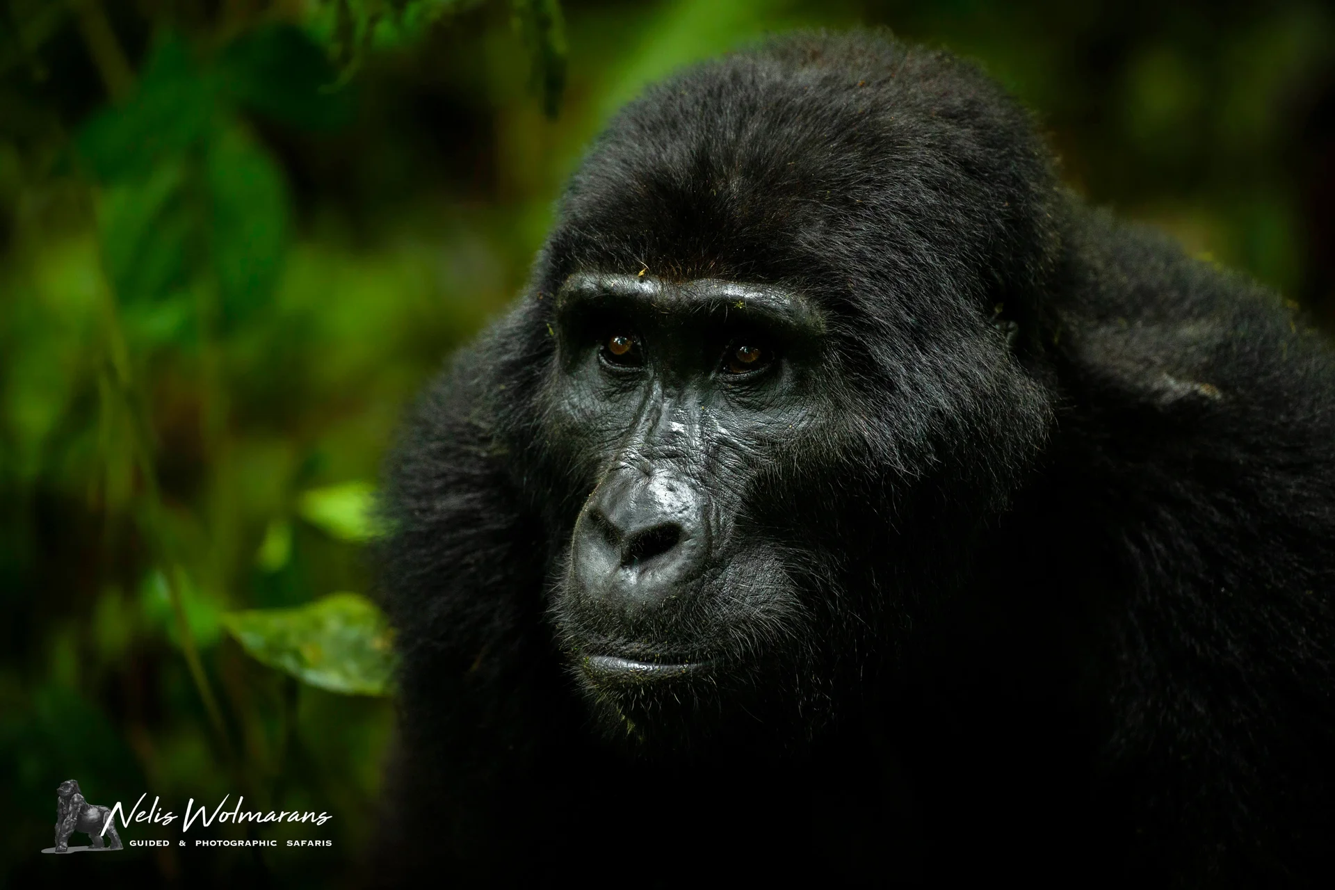 a51p3788 slider 1920 black back gorilla