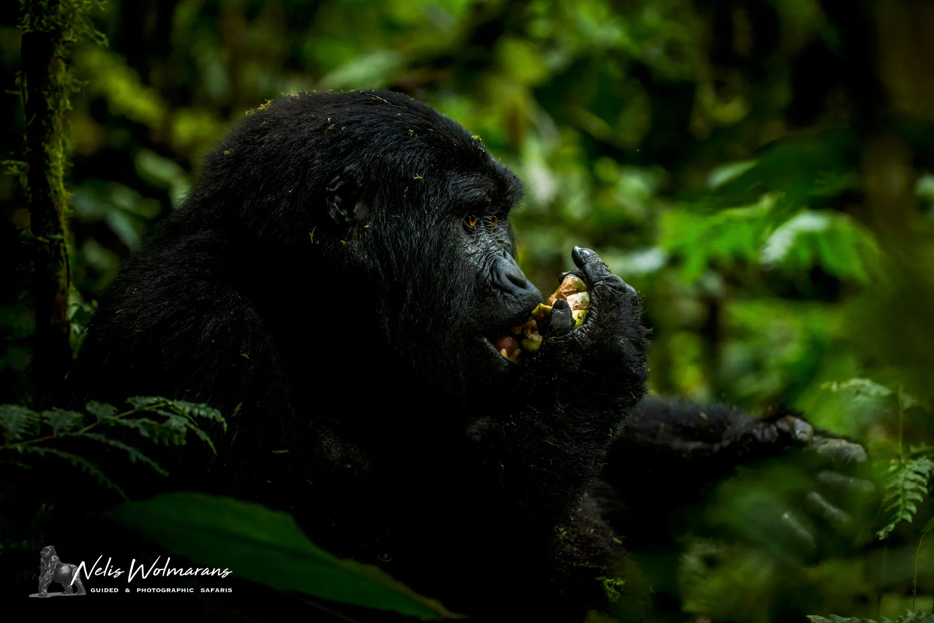 a51p3840 slider 1920 young gorilla eating