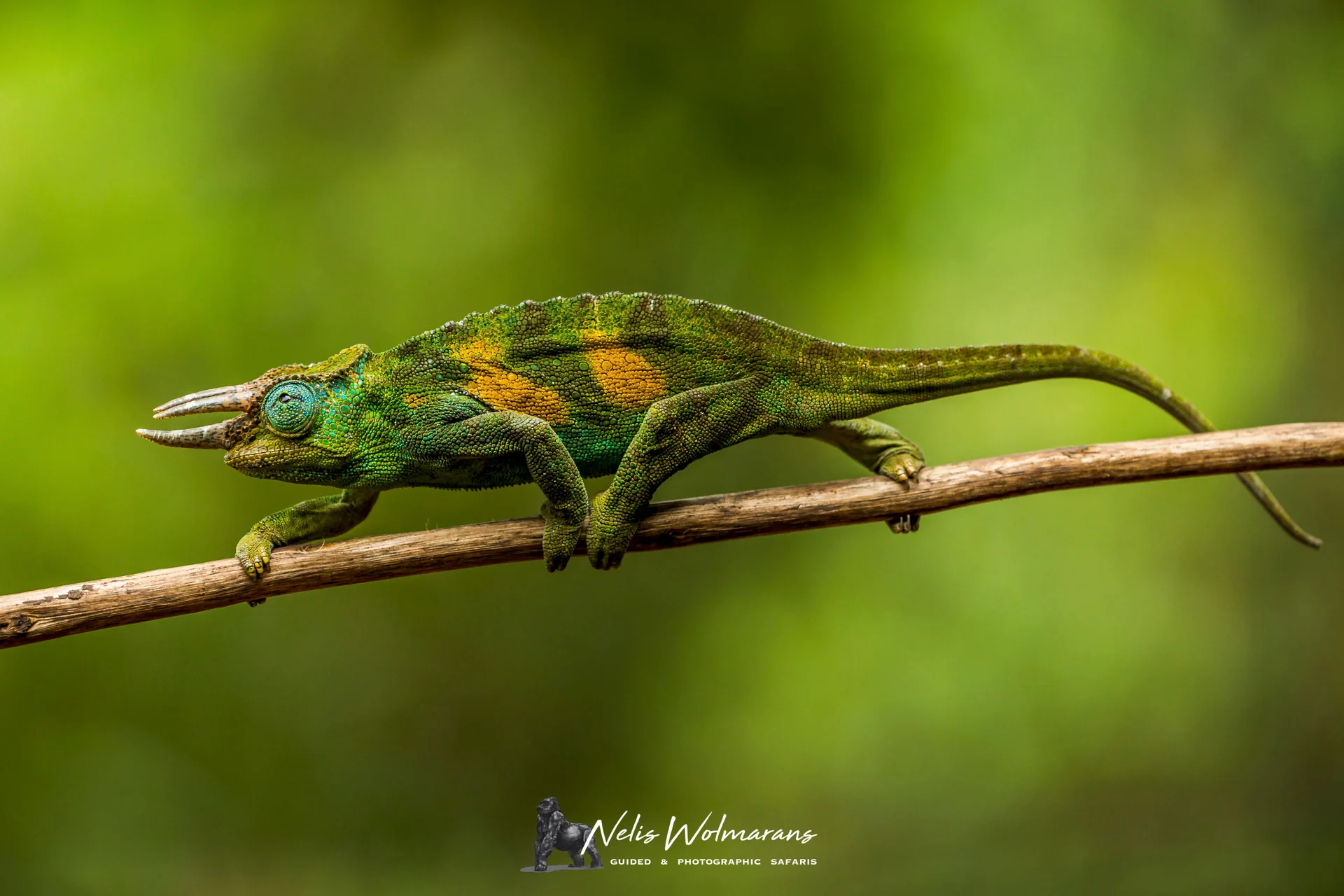a51p3989 slider 1920 chameleon