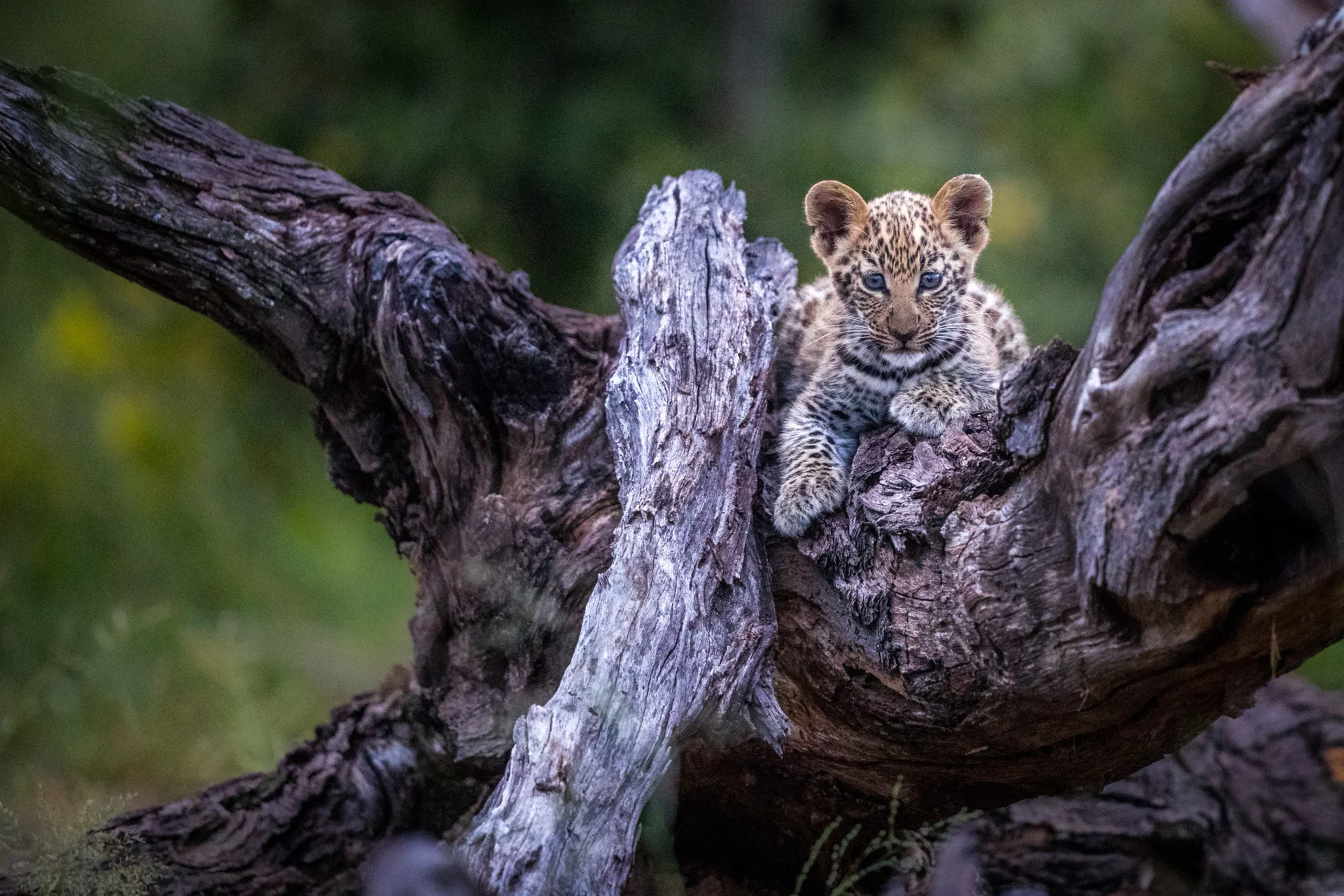 baby leopard in the delta baby leopard in the delta