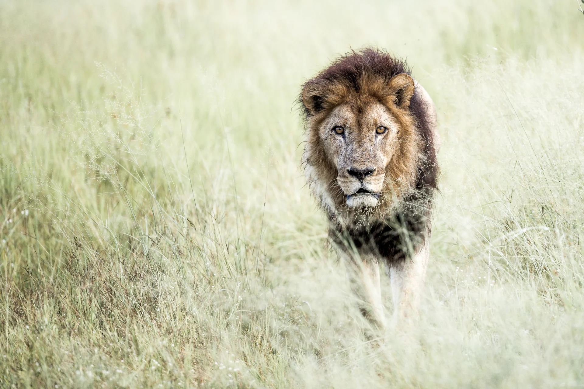 ab0i7757 slider 1920 lion in the mara