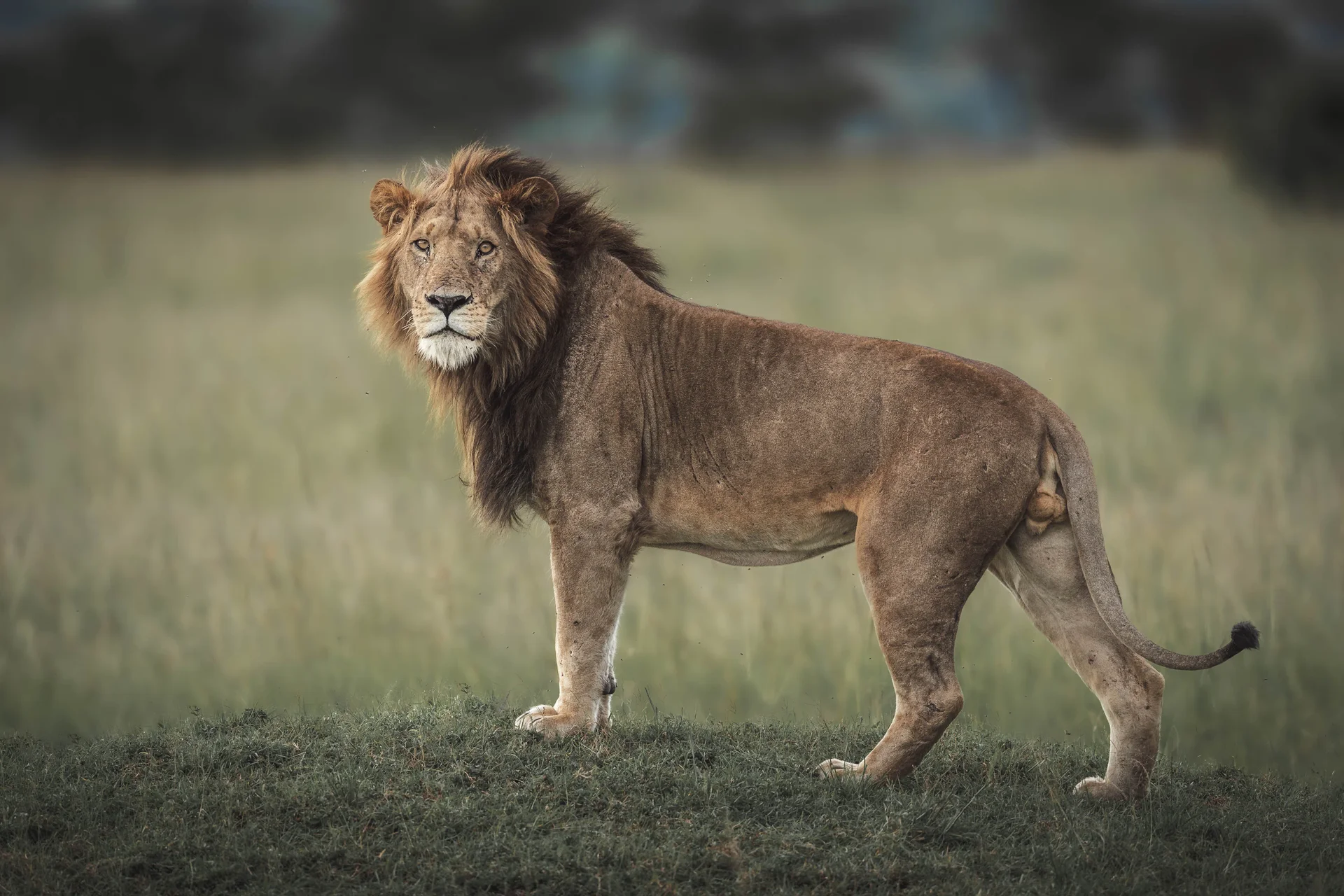 lion in the delta lion in the delta
