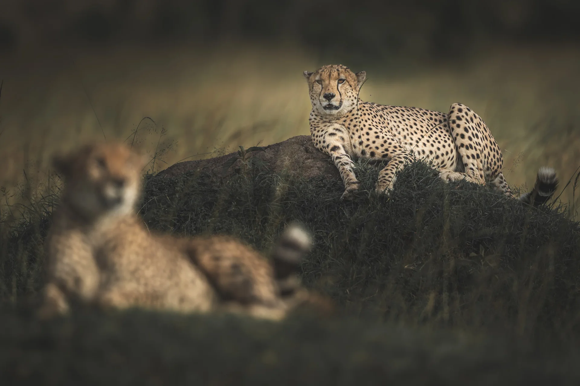 csp 1863 slider 1920 cheetahs