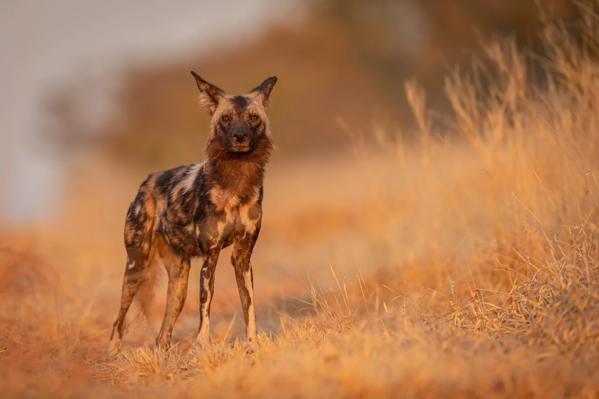 Wild dog in the delta Wild dog in the delta