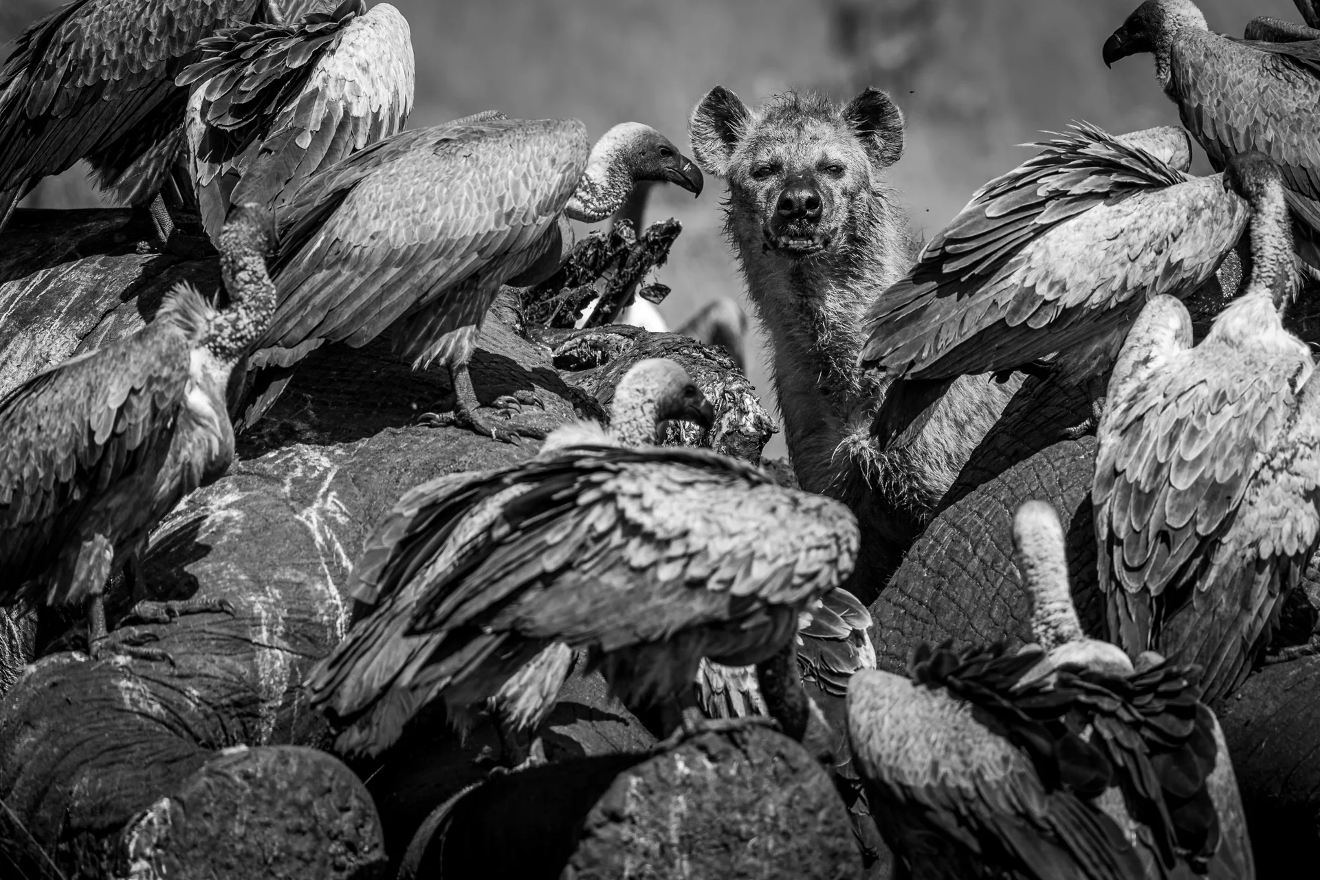 csp 9000 slider 1920 hyena and vultures