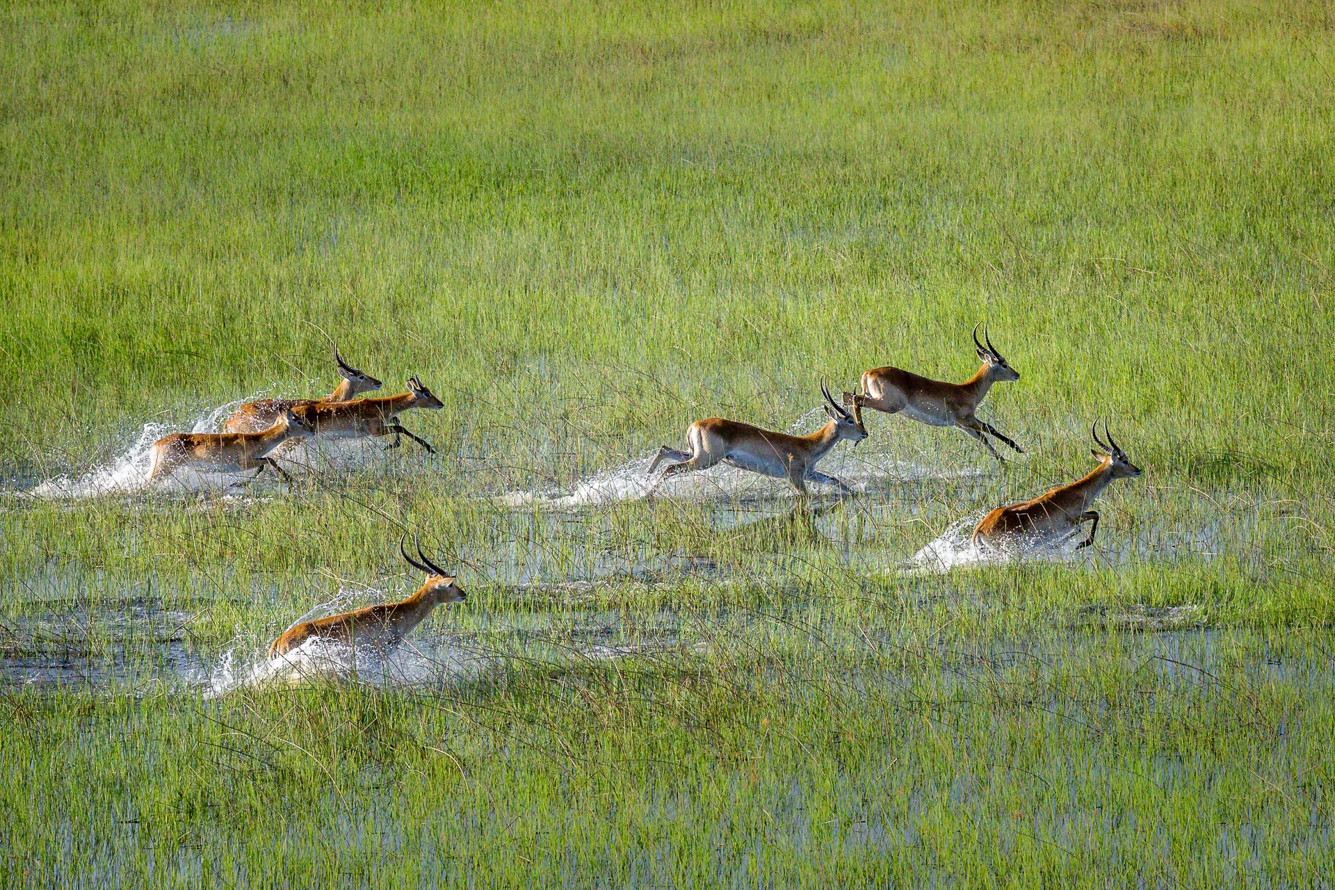 charl's red lechwe herd running through the delta  charl's red lechwe herd running through the delta