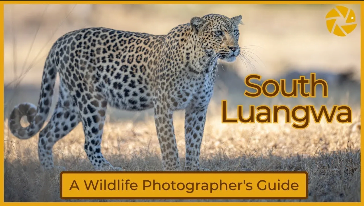 cleanshot 2024 06 08 at 15.00.03 south luangwa video thumbnail