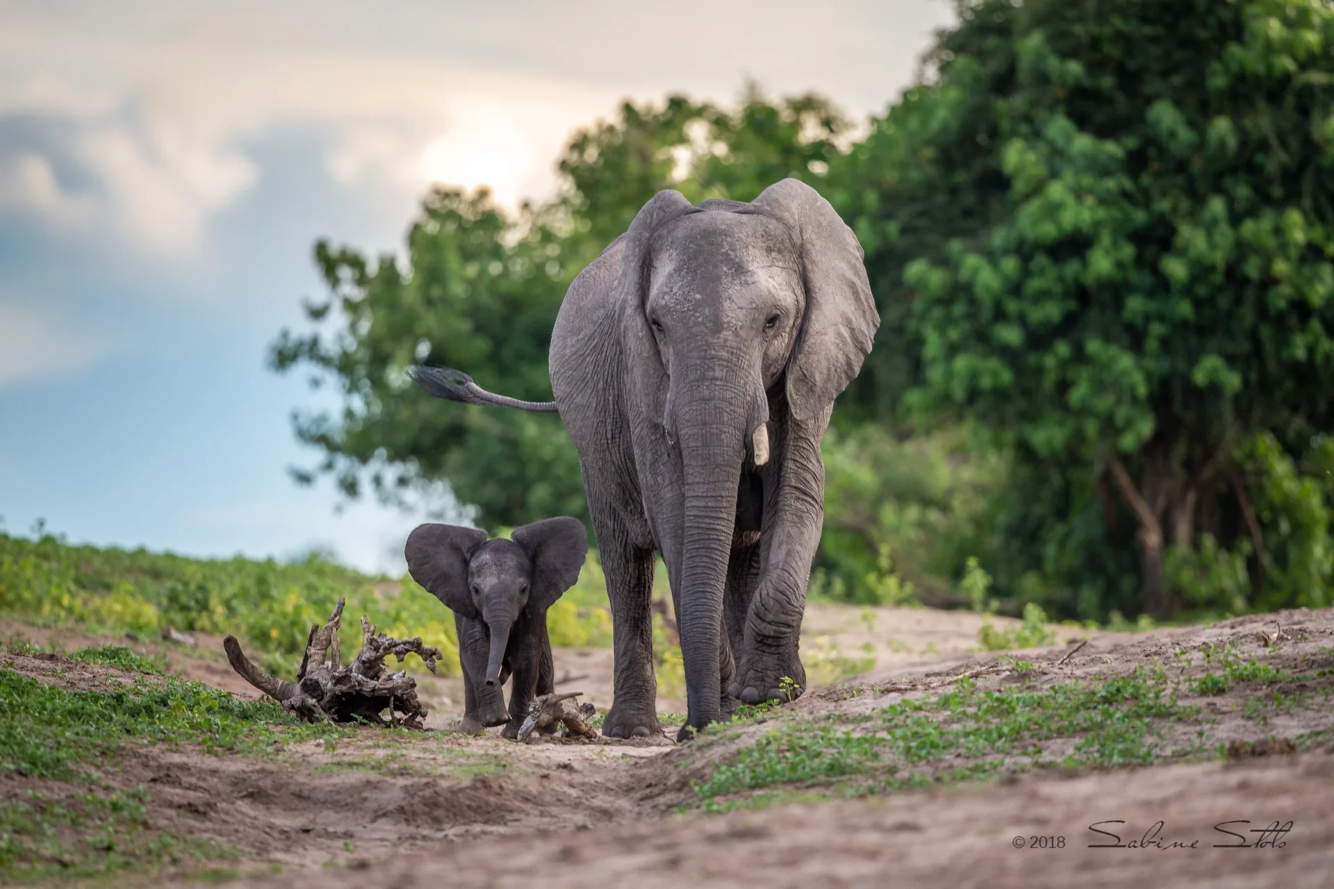Elephant and calf in Chobe Elephant and calf in Chobe