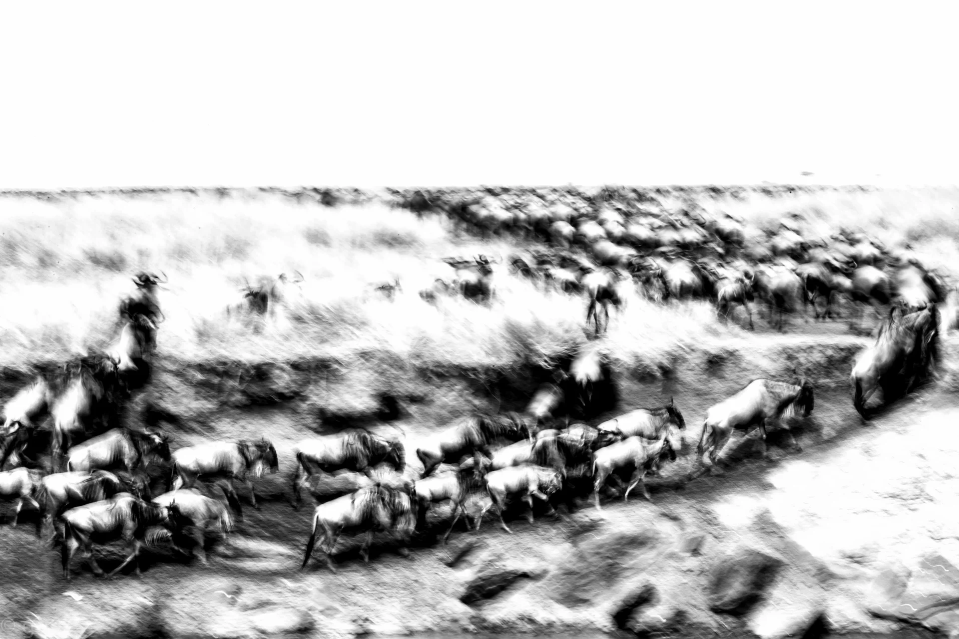 guts (1 of 1) 127 slider 1920 wildebeest panning