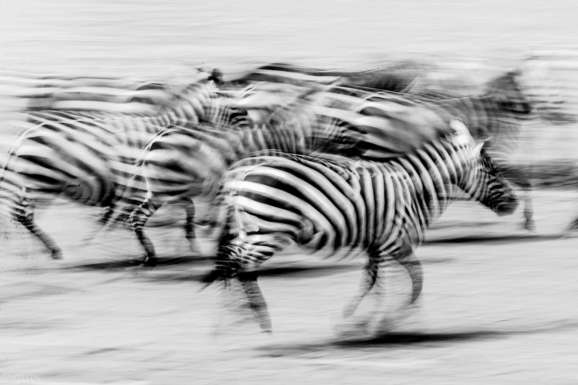 guts (1 of 1) 128 slider 1920 zebra panning shot