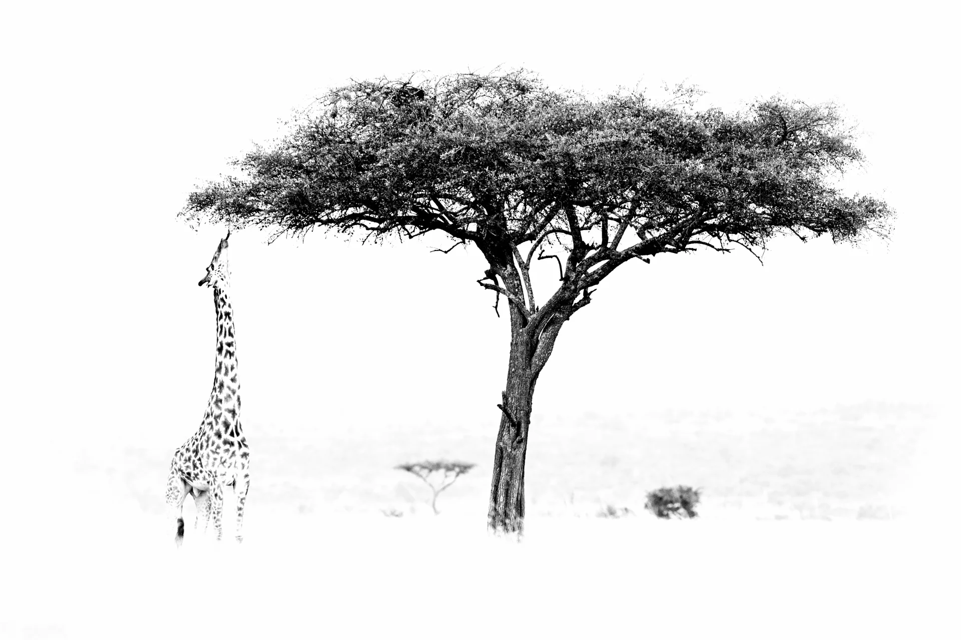 guts (1 of 1) 186 slider 1920 giraffe in black and white