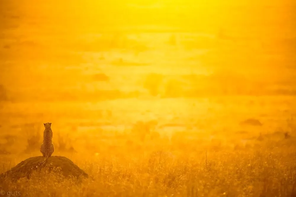 guts (1 of 1) 5 slider 1920 cheetah golden hour