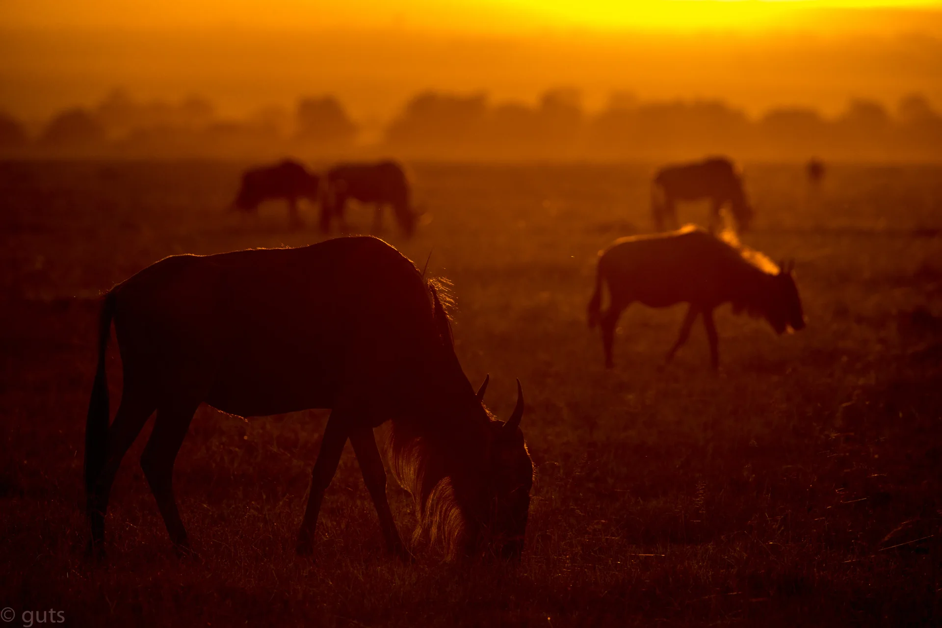 guts (1 of 1) 52 slider 1920 back lit wildebeest