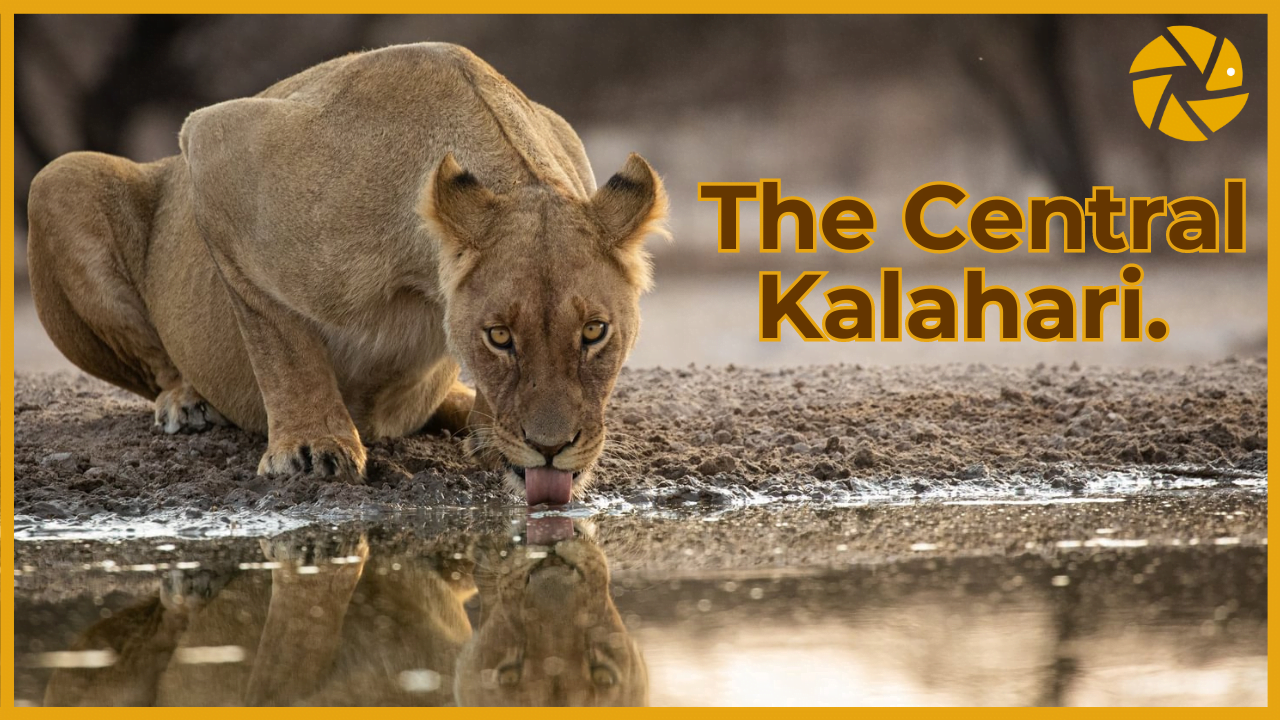 into the kalahari into the kalahari