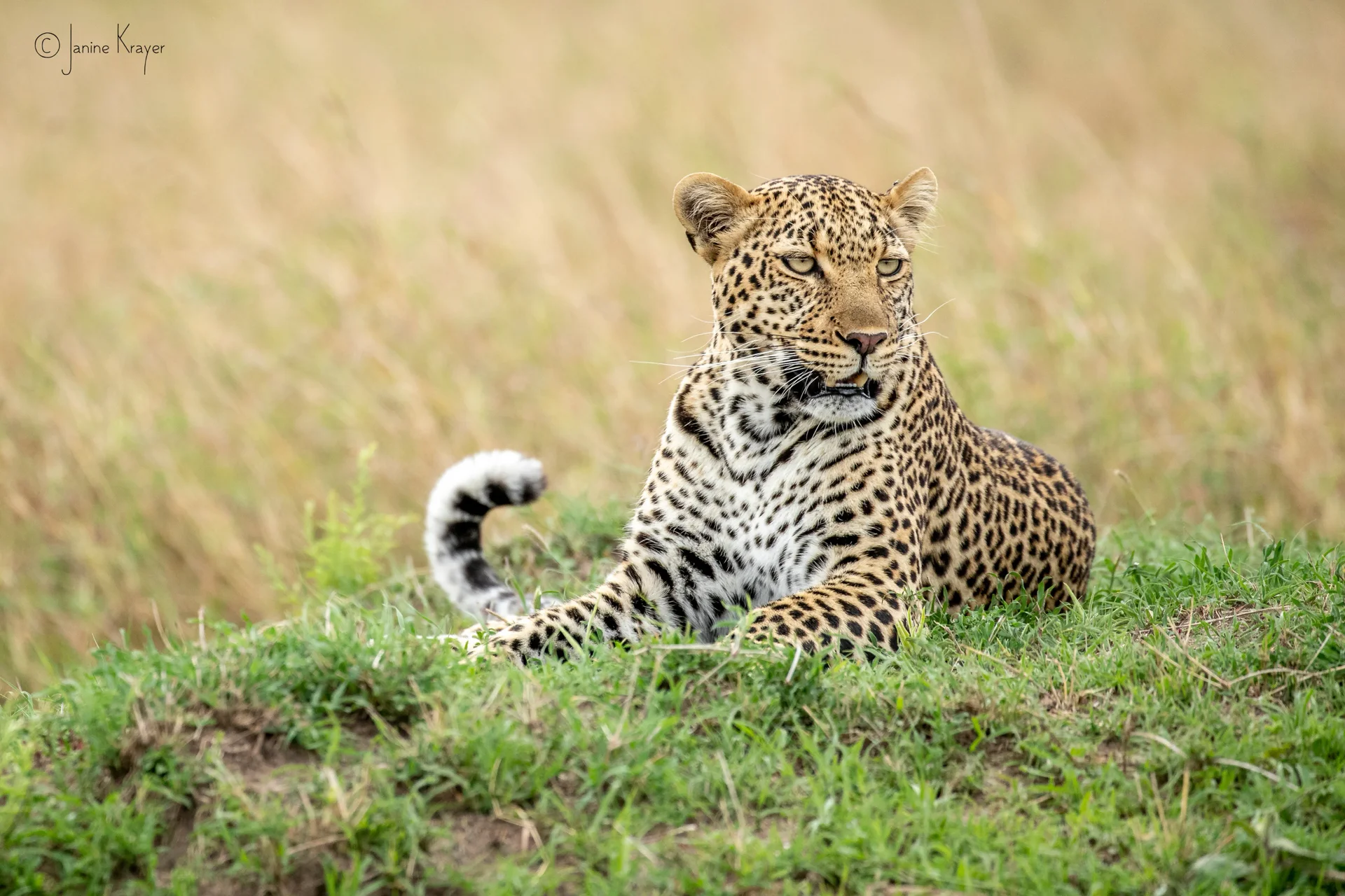 janine kenya 2018 1 92 slider 1920 leopard in the masai mara