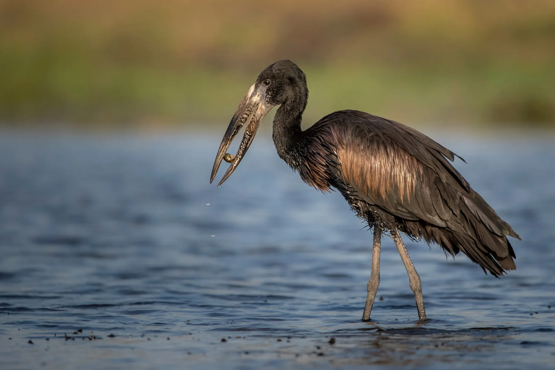 Open Billed Stork Open Billed Stork