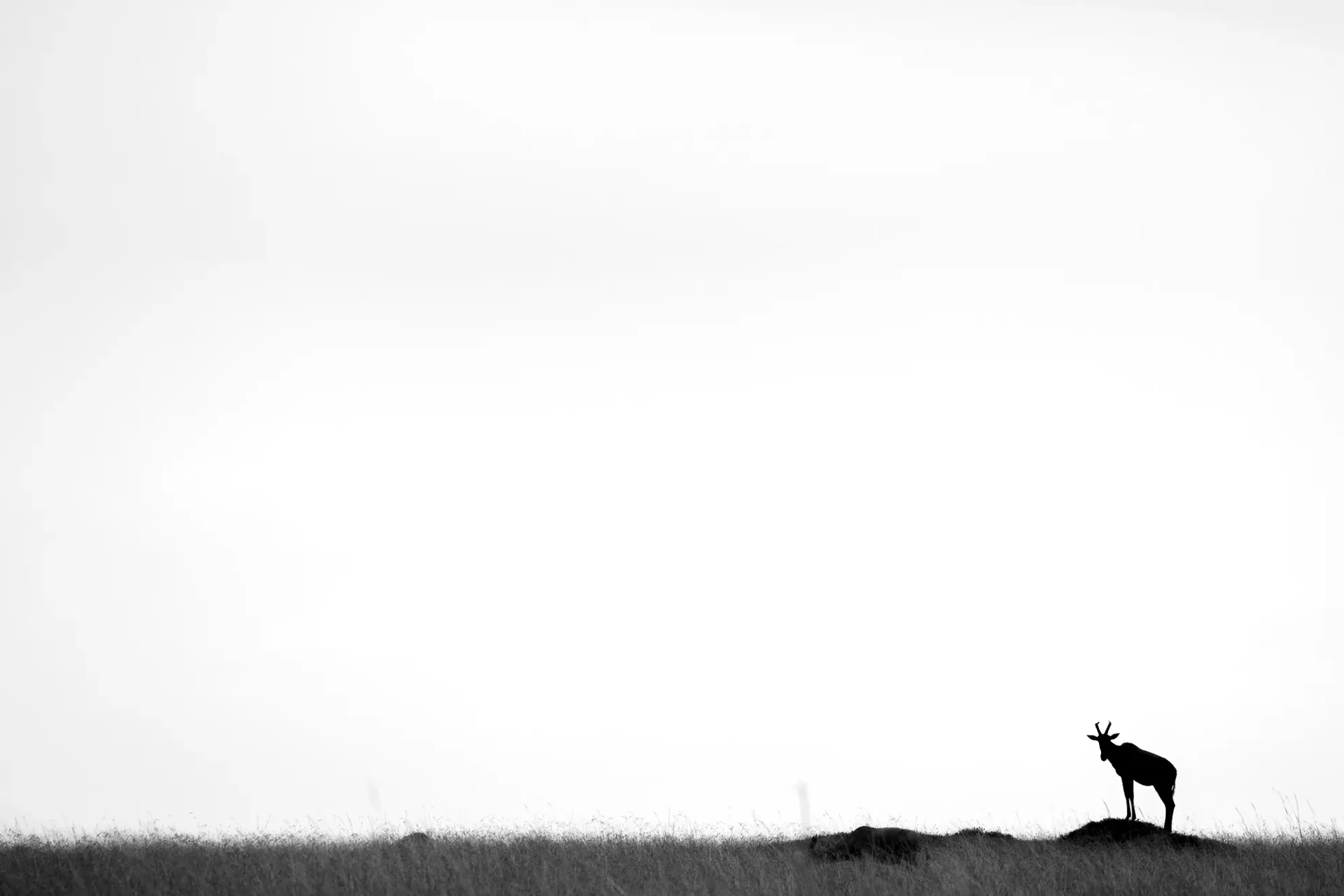 janine krayer wildlife photography 1 12 (5) slider 1920 topi silhouette