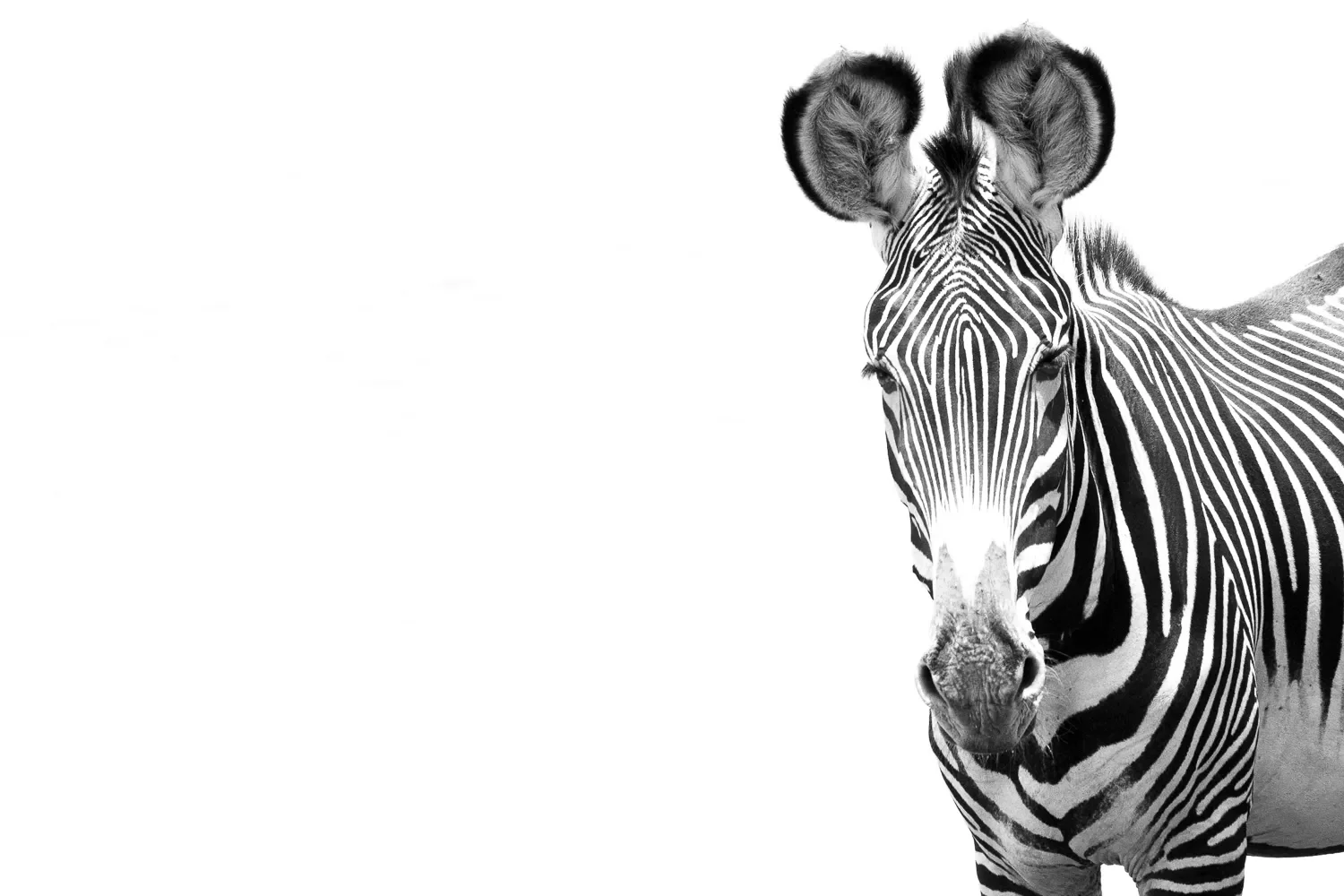 janine krayer wildlife photography 1 5 (3) slider 1920 greveys zebra