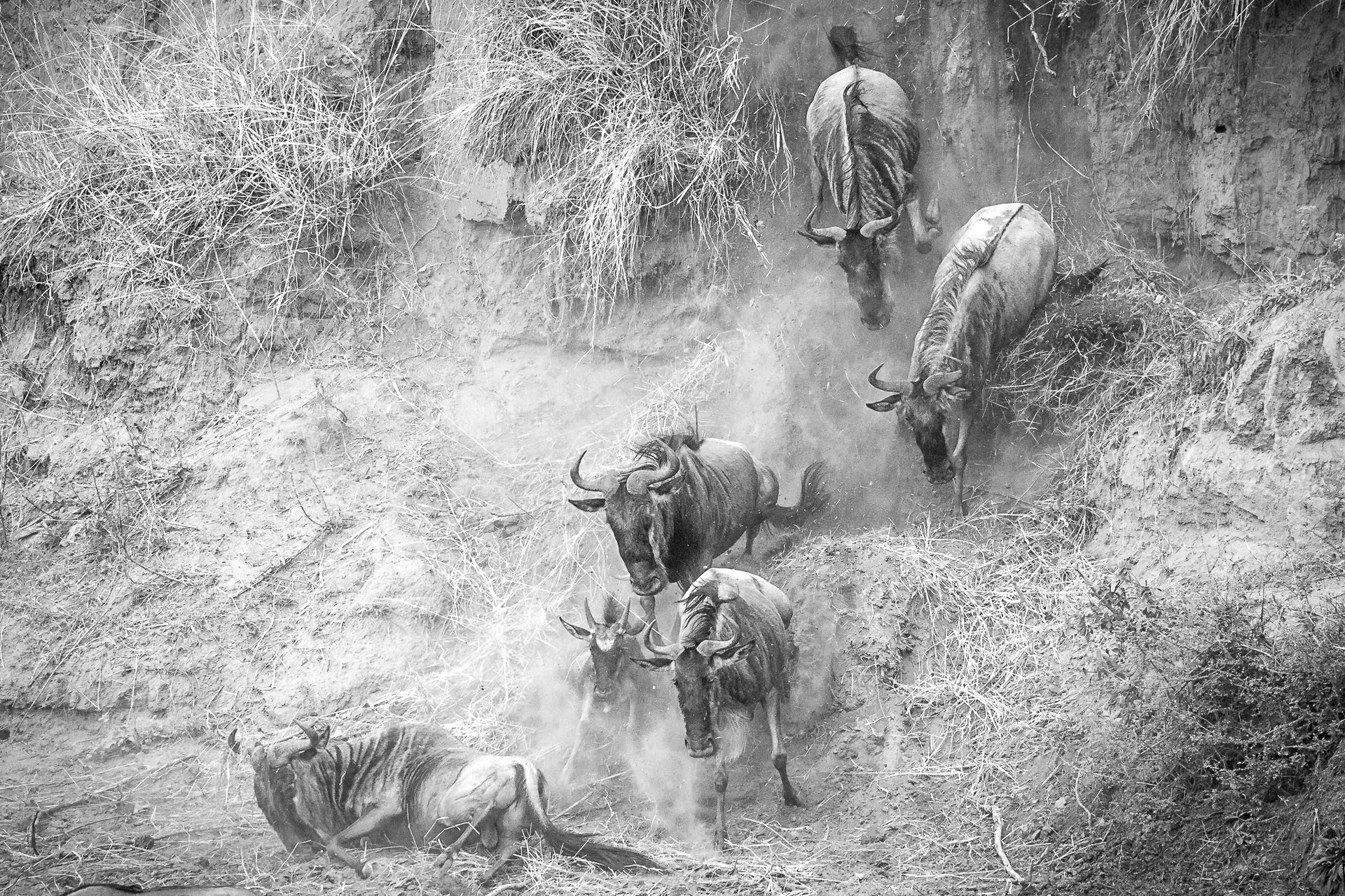 janine krayer wildlife photography 1 9 (4) slider 1920 wildebees crossing