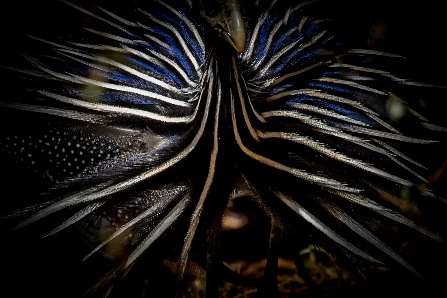janine krayer wildlife photography 19 3 slider 1920 vuturine guineafowl