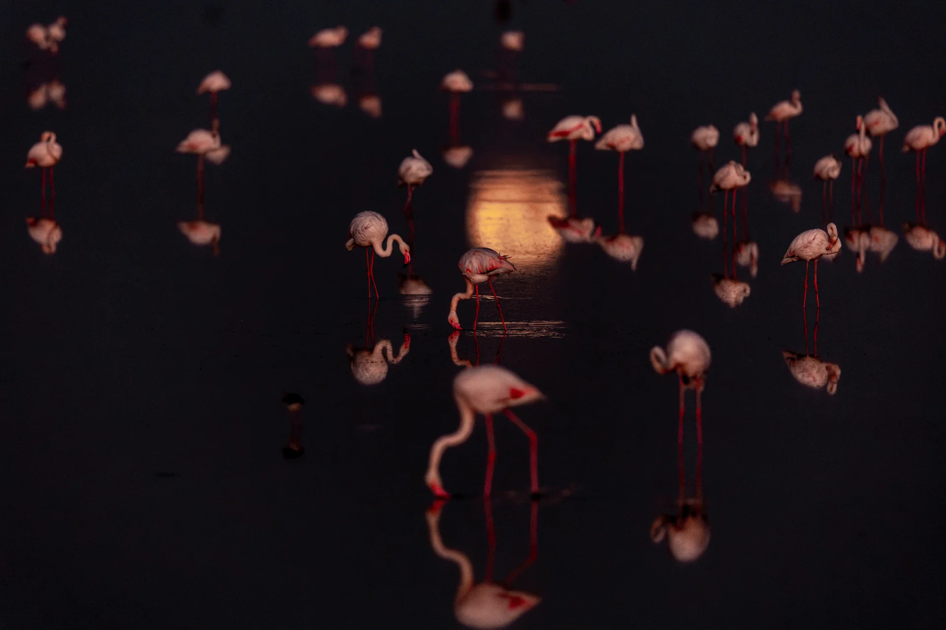 janine krayer wildlife photography 25 slider 1920 amboseli flamingos