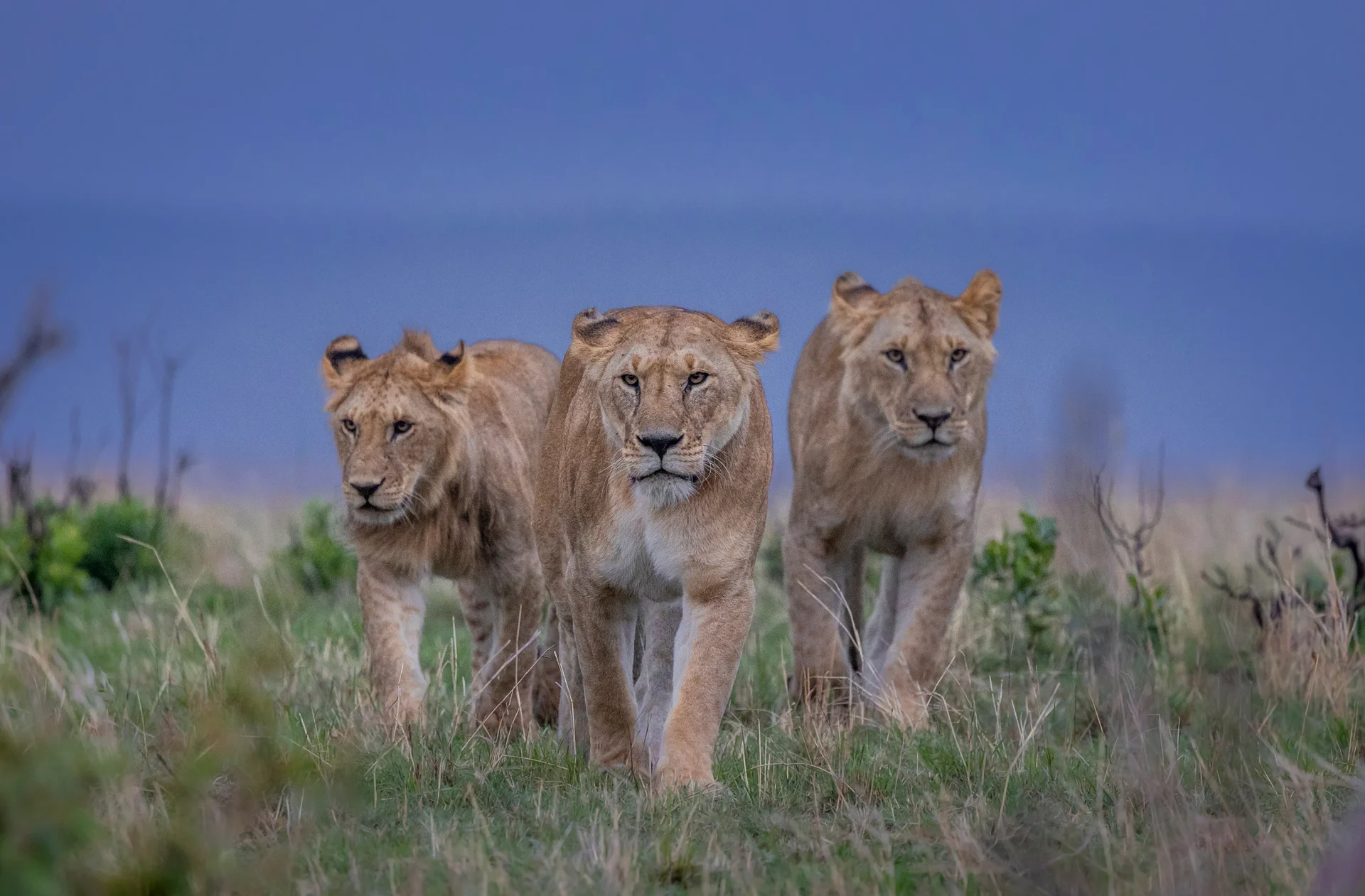janine krayer wildlife photography 48 slider 1920 masai mara lionesses