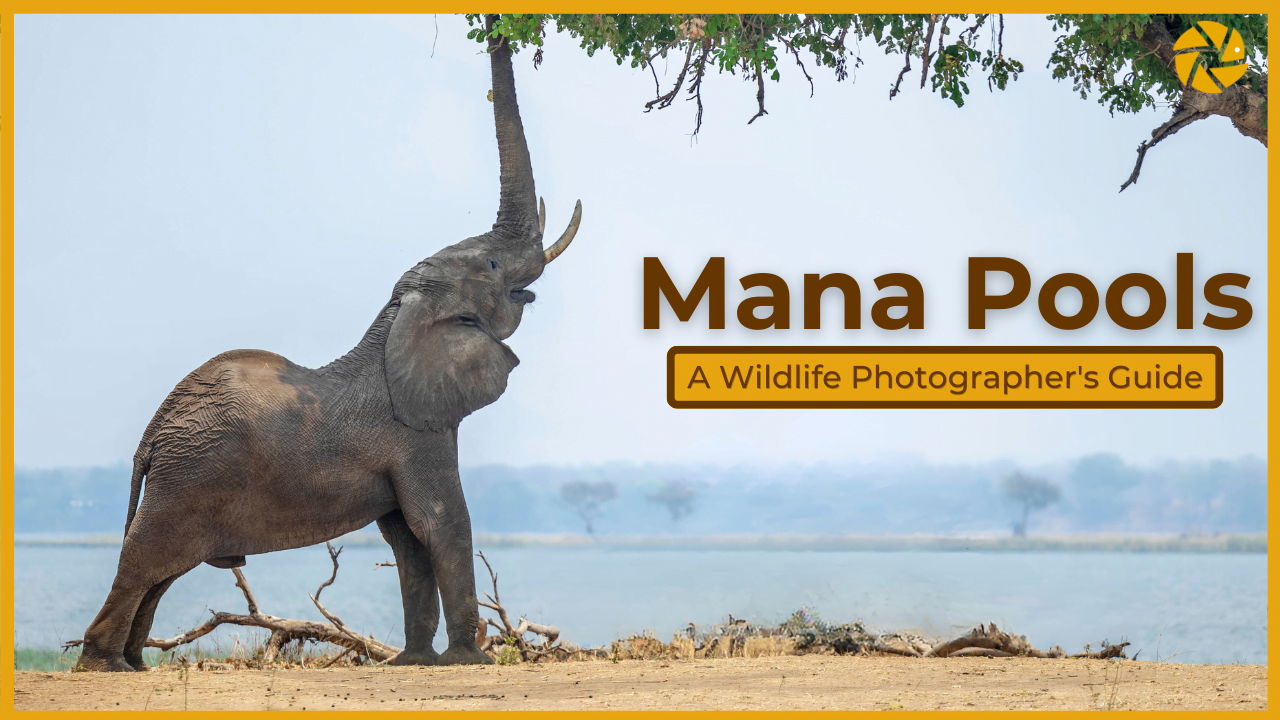 mana pools slider thumnail mana pools slider thumbnail