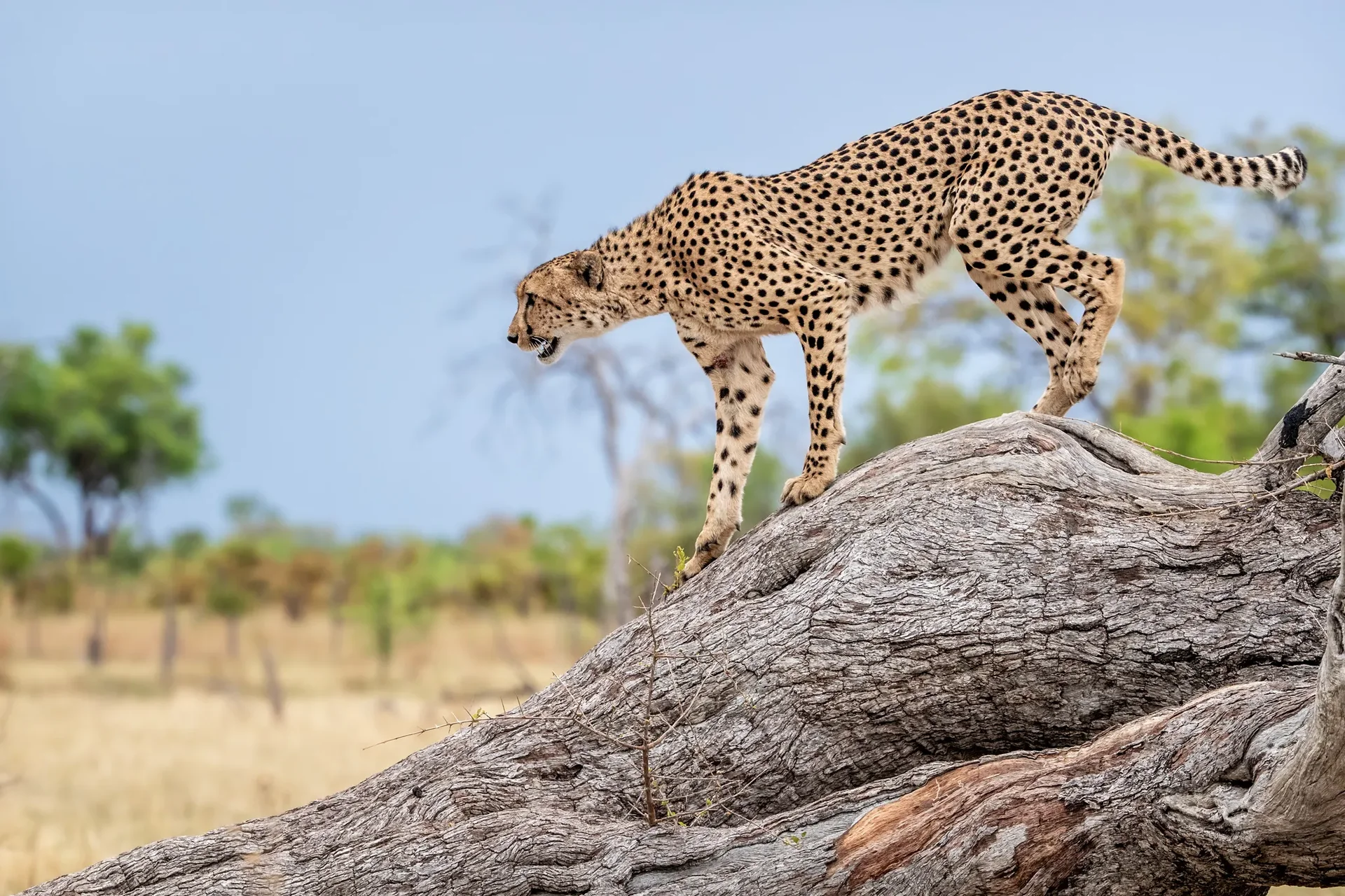 cheetah in the delta cheetah in the delta