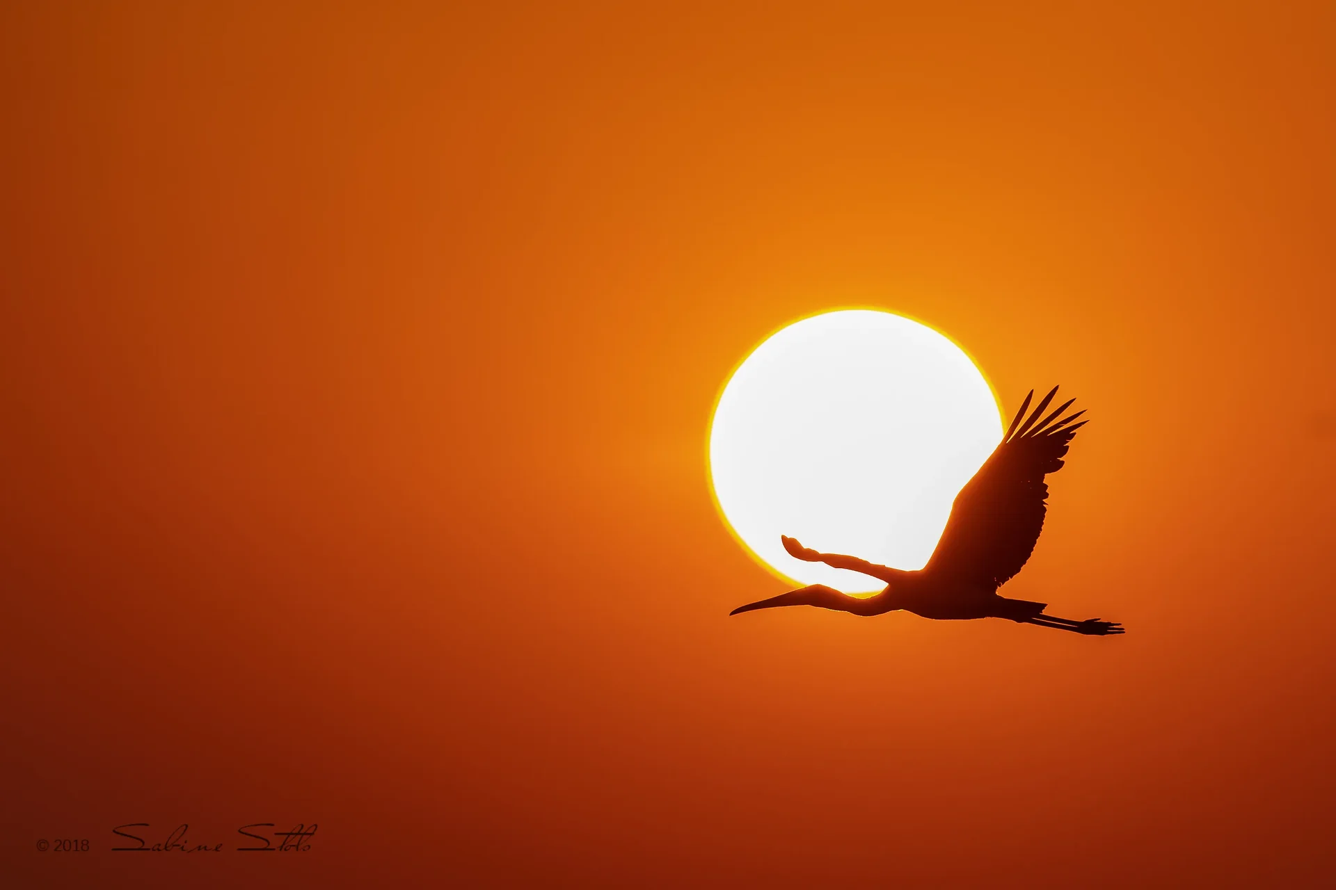 sabine's yellow billed stork flying through the sunset slider 1920 sabine's yellow billed stork flying through the sunset slider 1920