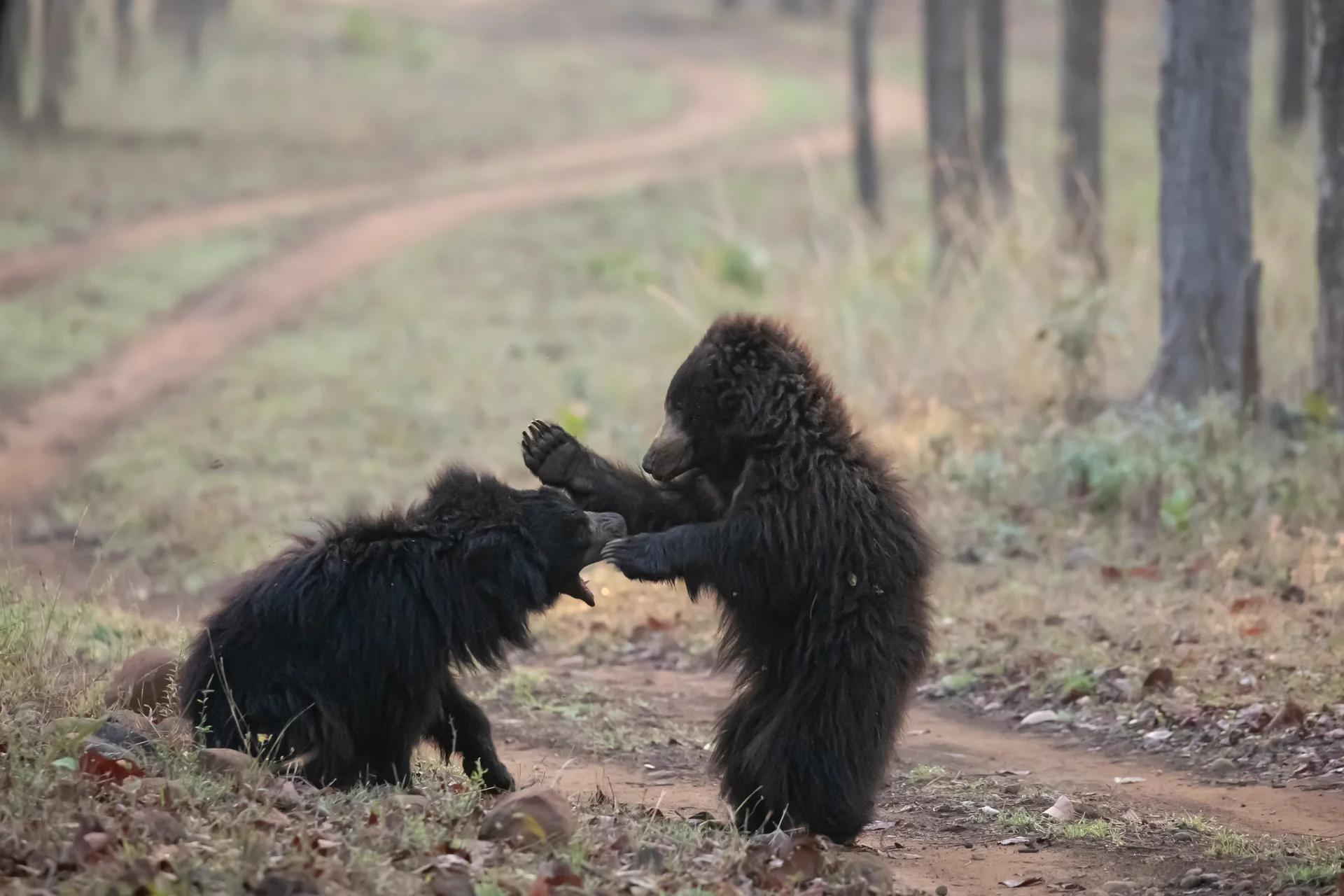 sloth bear slider 1920 sloth bears