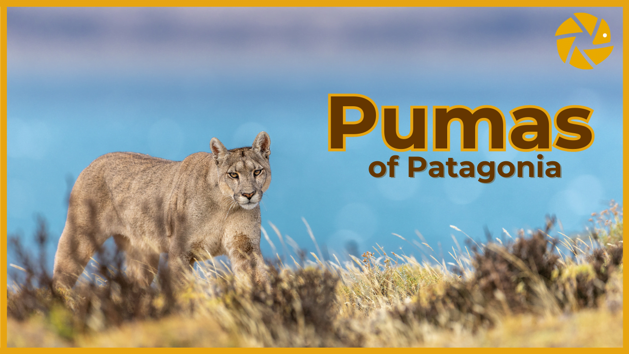 Pumas of Patagonia video thumbnail Pumas of Patagonia video thumbnail