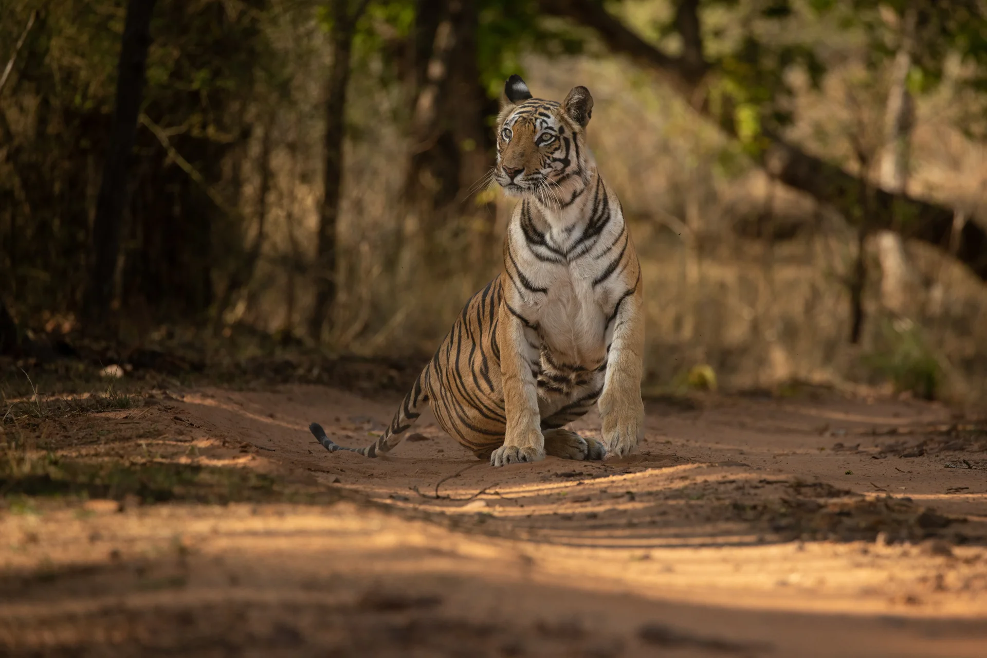 tiger 3 slider 1920 tiger posing