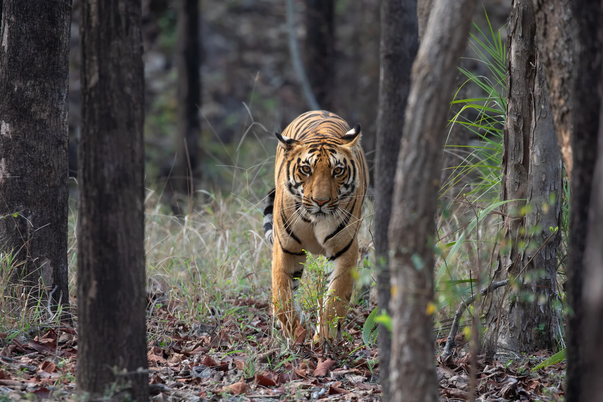 tiger 4 slider 1920 tiger walking