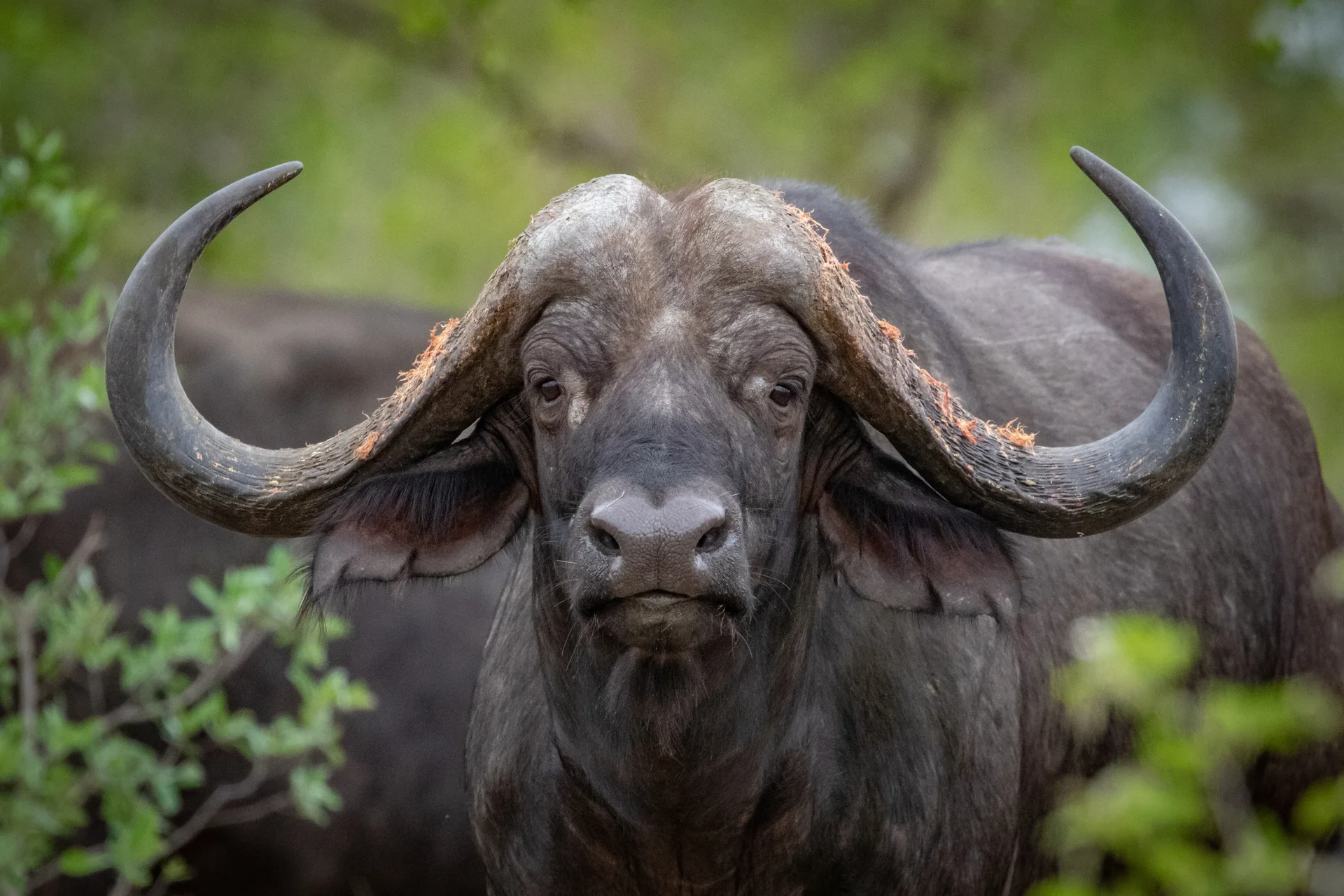 african buffalo sabi sands photo safari african buffalo sabi sands photo safari