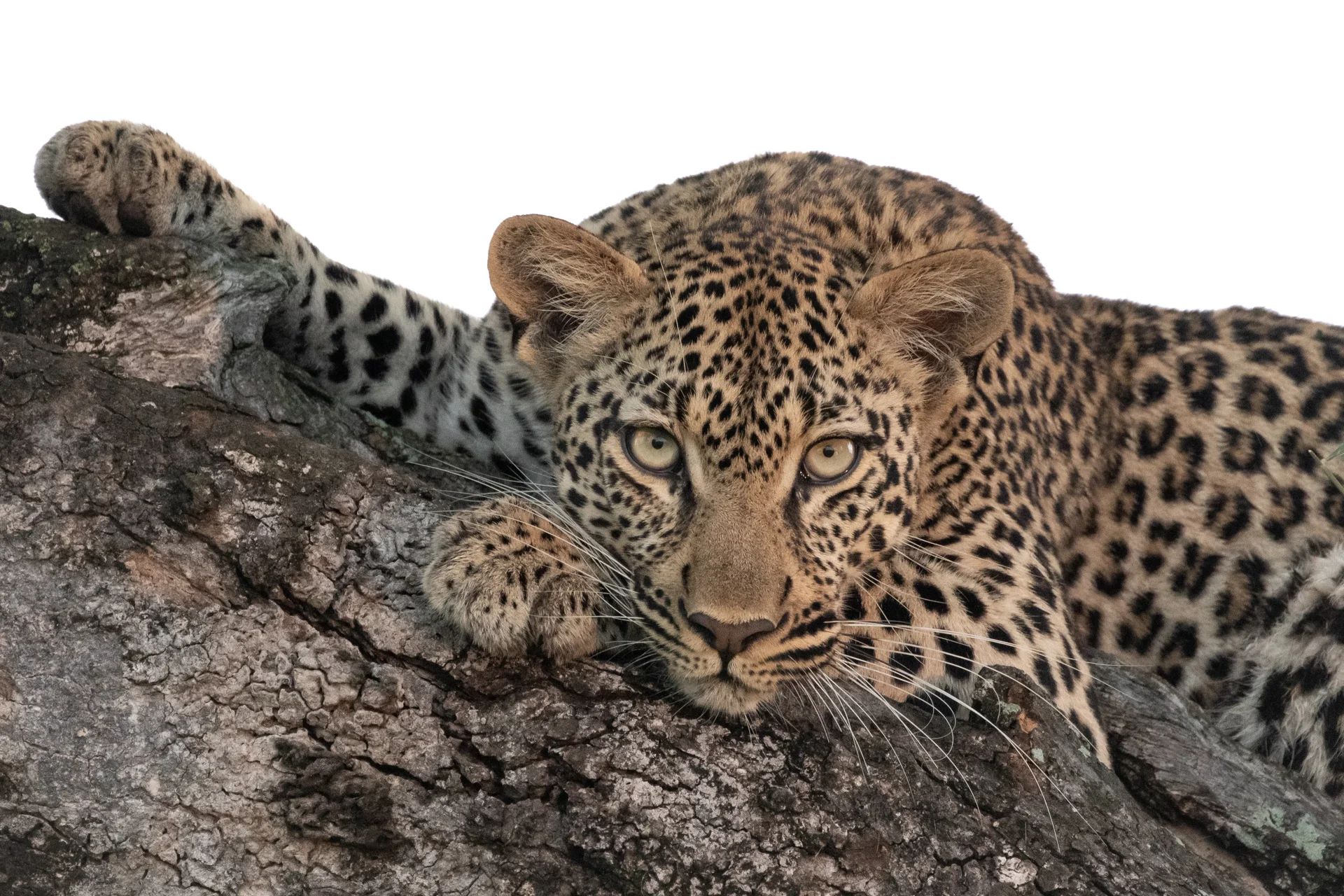 leopard sabi sands photo safari leopard sabi sands photo safari