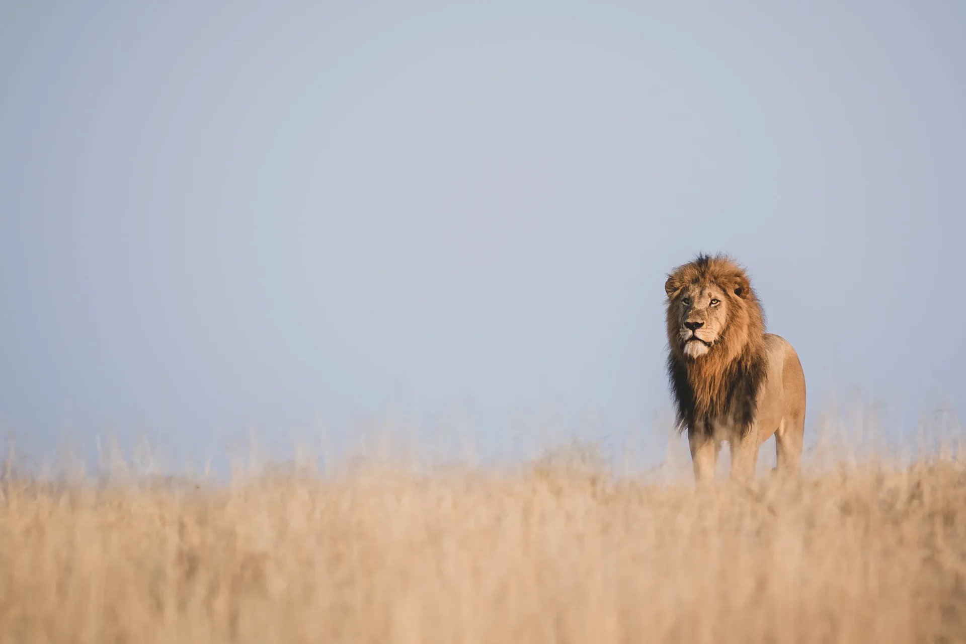 lion photography sab sands lion photography sab sands