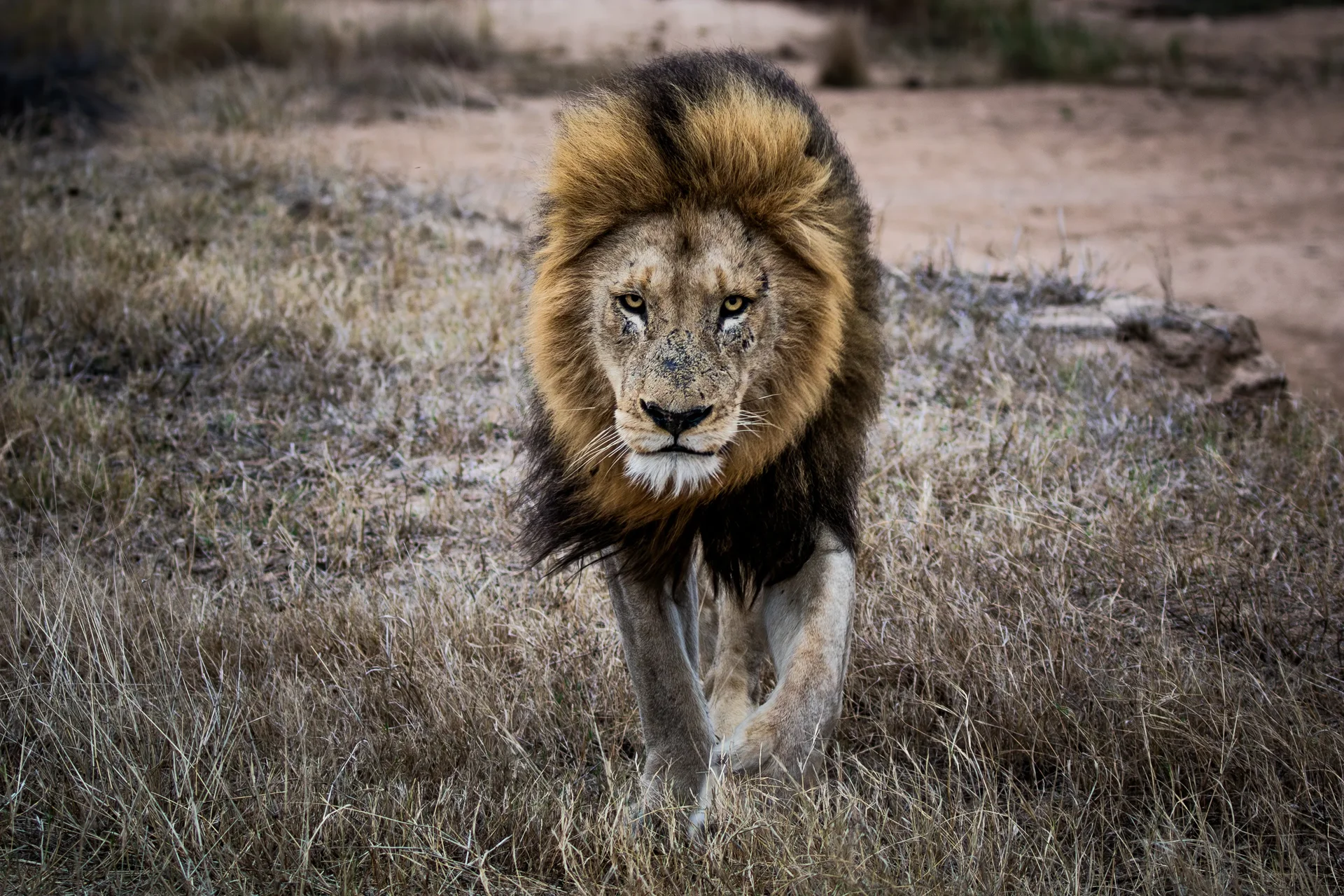 lion sabi sands photo safari
