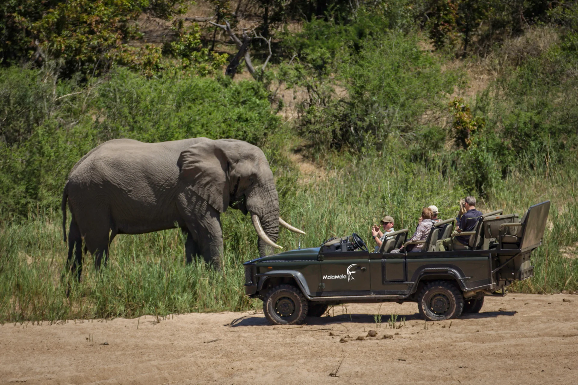 sabi sands elephant photo safari sabi sands elephant photo safari