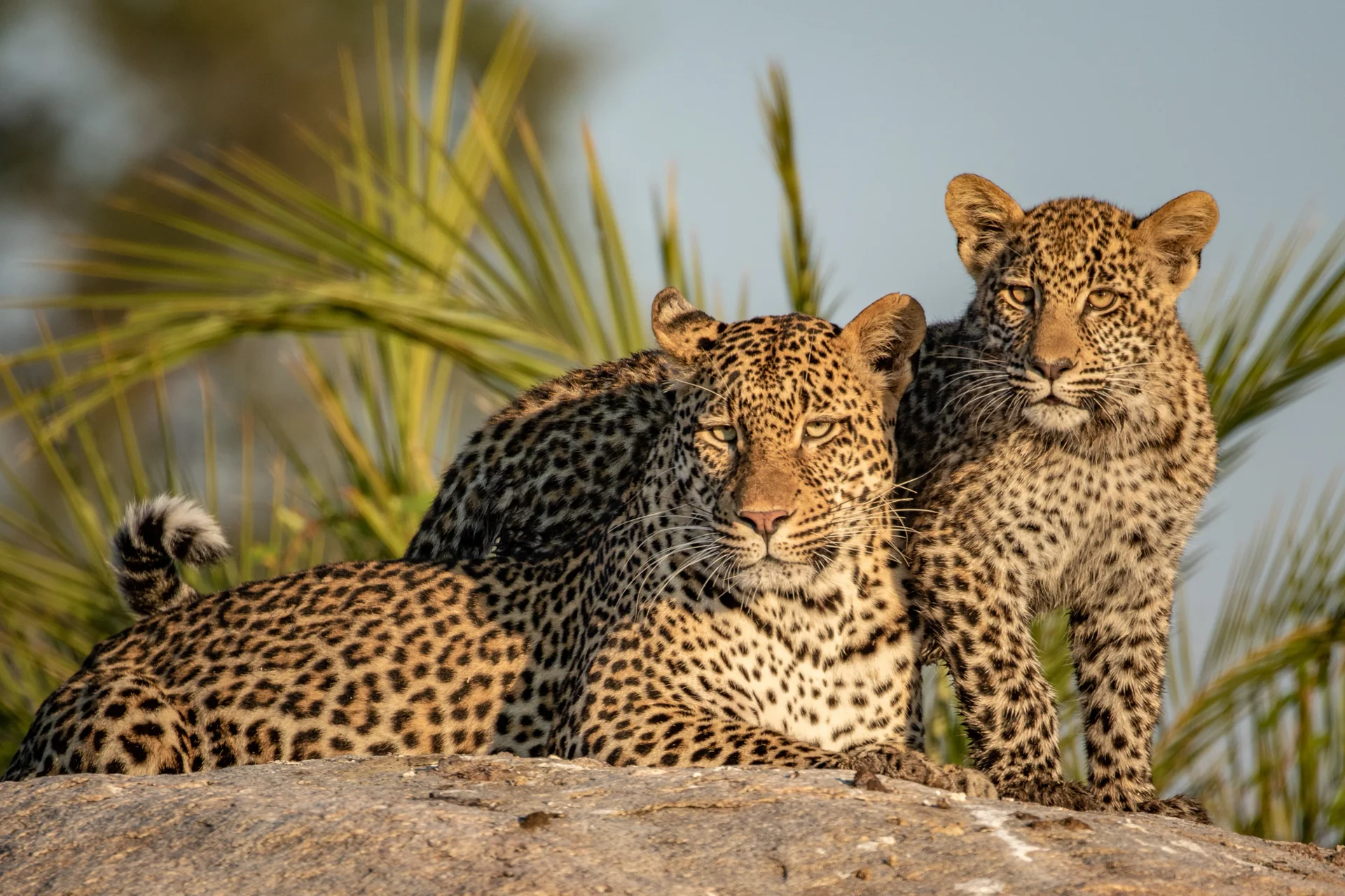 sabi sands photo safari